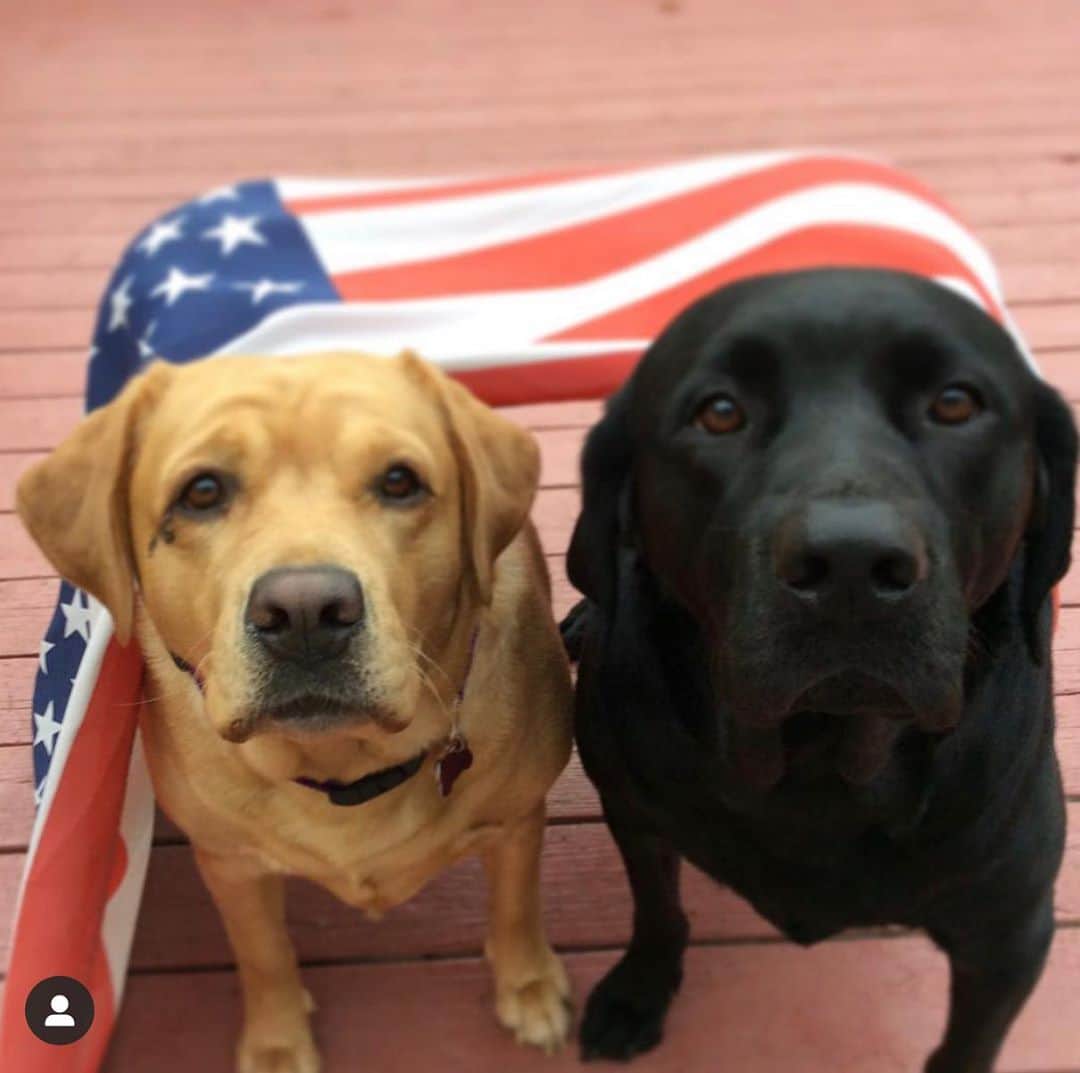 Jake And Gingerのインスタグラム：「Election Day #labsofinstagram #labradorretriever #dogs #dog #election2020 #election #electionday #labrador #petsofinstagram #petstagram」