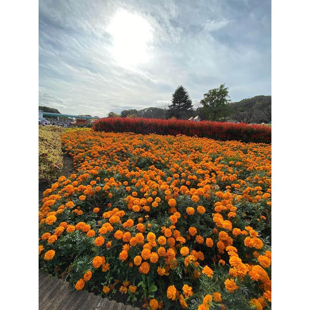 のインスタグラム：「🍁💜🧡💙💛  #こどもの国」