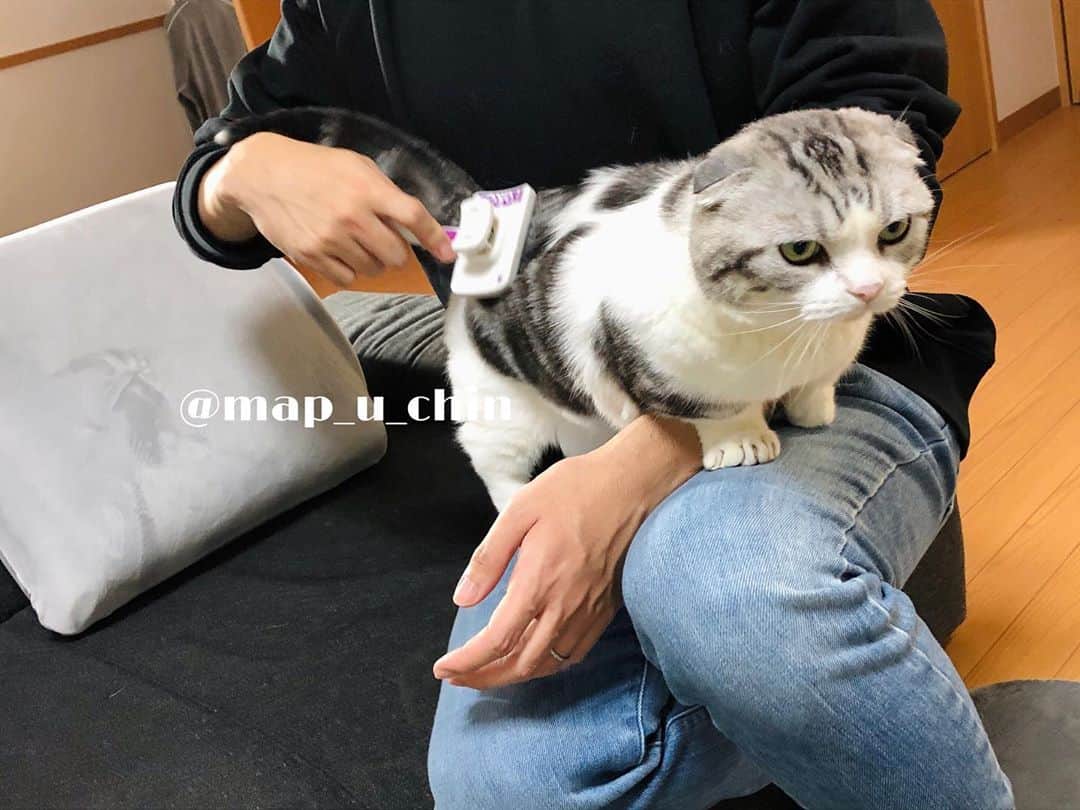 のインスタグラム：「ブラッシング気持ちいねー😼  #猫 #ねこ #cat #マンチカン #短足マンチカン #折れ耳マンチカン #manchkin」