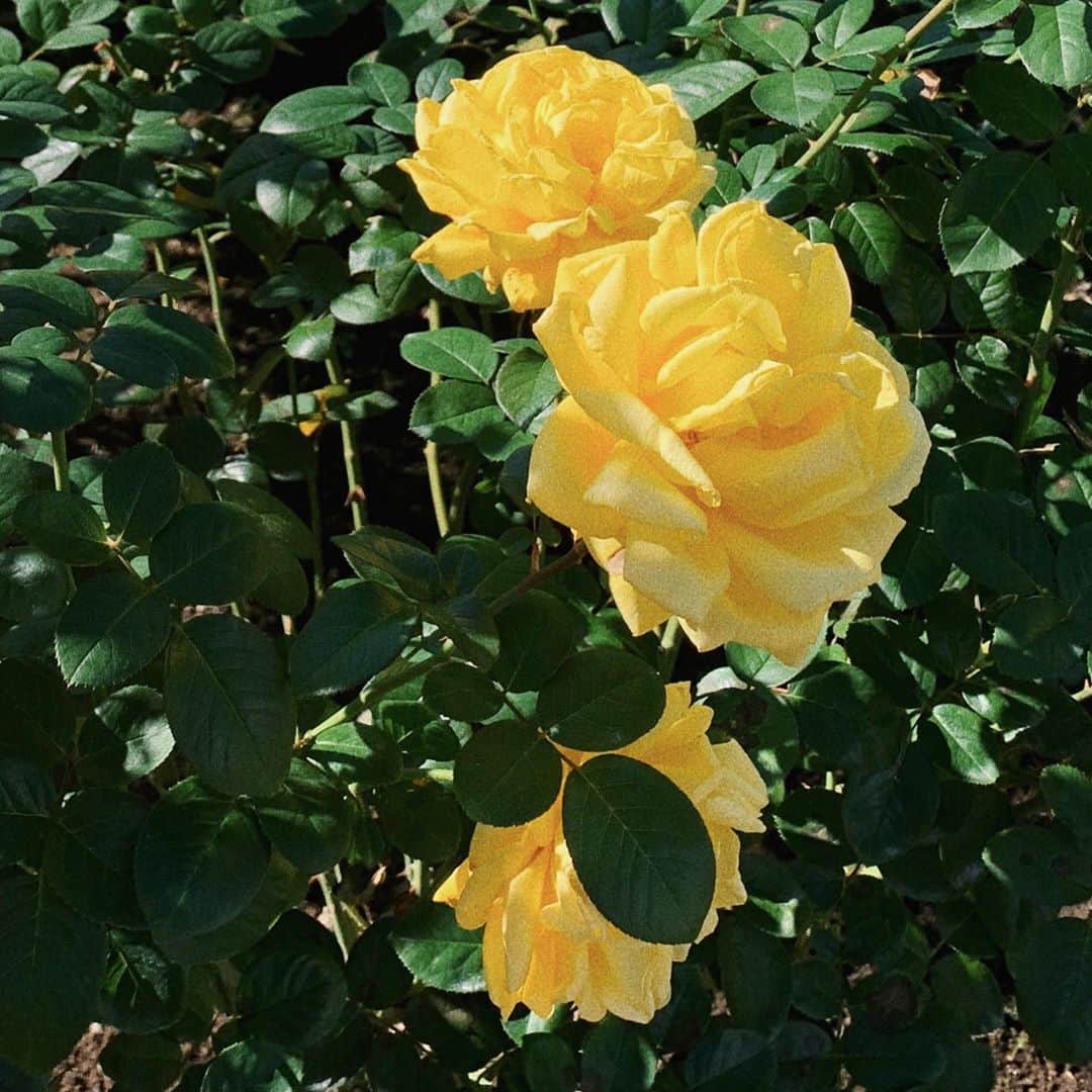 のインスタグラム：「🌕🌿」