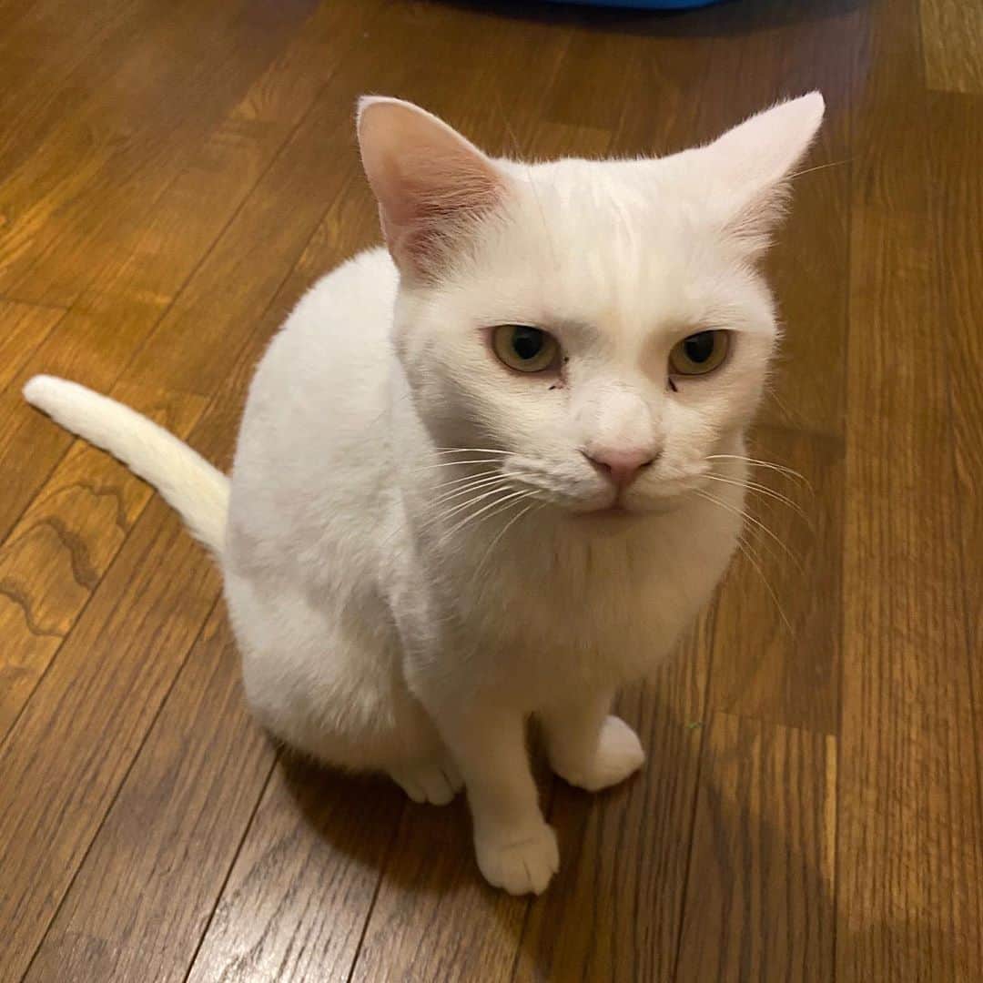 金巻ともこさんのインスタグラム写真 - (金巻ともこInstagram)「シュッとしてる  #hakuchai #cat #猫多頭飼い #whitecat #白猫 #catstagram」11月1日 23時34分 - tomotomoco
