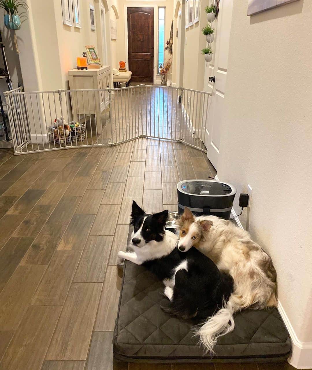Jazzy Cooper Fostersさんのインスタグラム写真 - (Jazzy Cooper FostersInstagram)「Every year, I use trick-or-treaters to train my doggies. Kids get treats and the pups get food for staying put. Due to COVID, we only had one knock! 😏🥺」11月1日 23時50分 - bordernerd