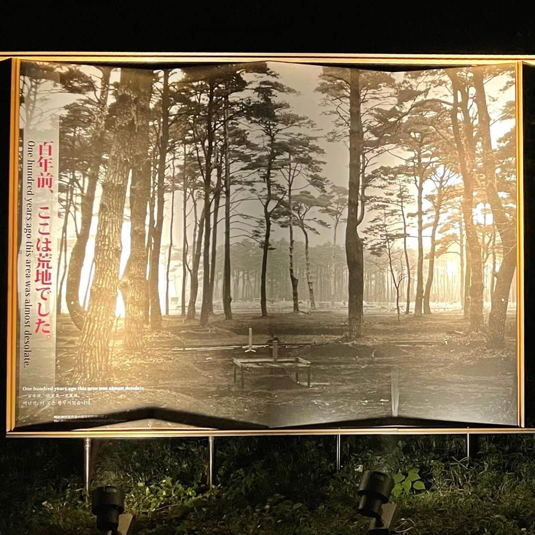 林信行さんのインスタグラム写真 - (林信行Instagram)「#明治神宮鎮座百年祭  100th anniversary of #MeijiShrine  the one hundredth year of the one hundred year foresting plan of #Tokyo . A perfect example for. SDGs. 百年計画の森づくりの百年目。SDGsの本当の手本は過去にこそあるのかも知れない。  P.S.花火のことすっかり忘れていてあがる前に帰っちゃいました…💦」11月2日 0時24分 - nobihaya