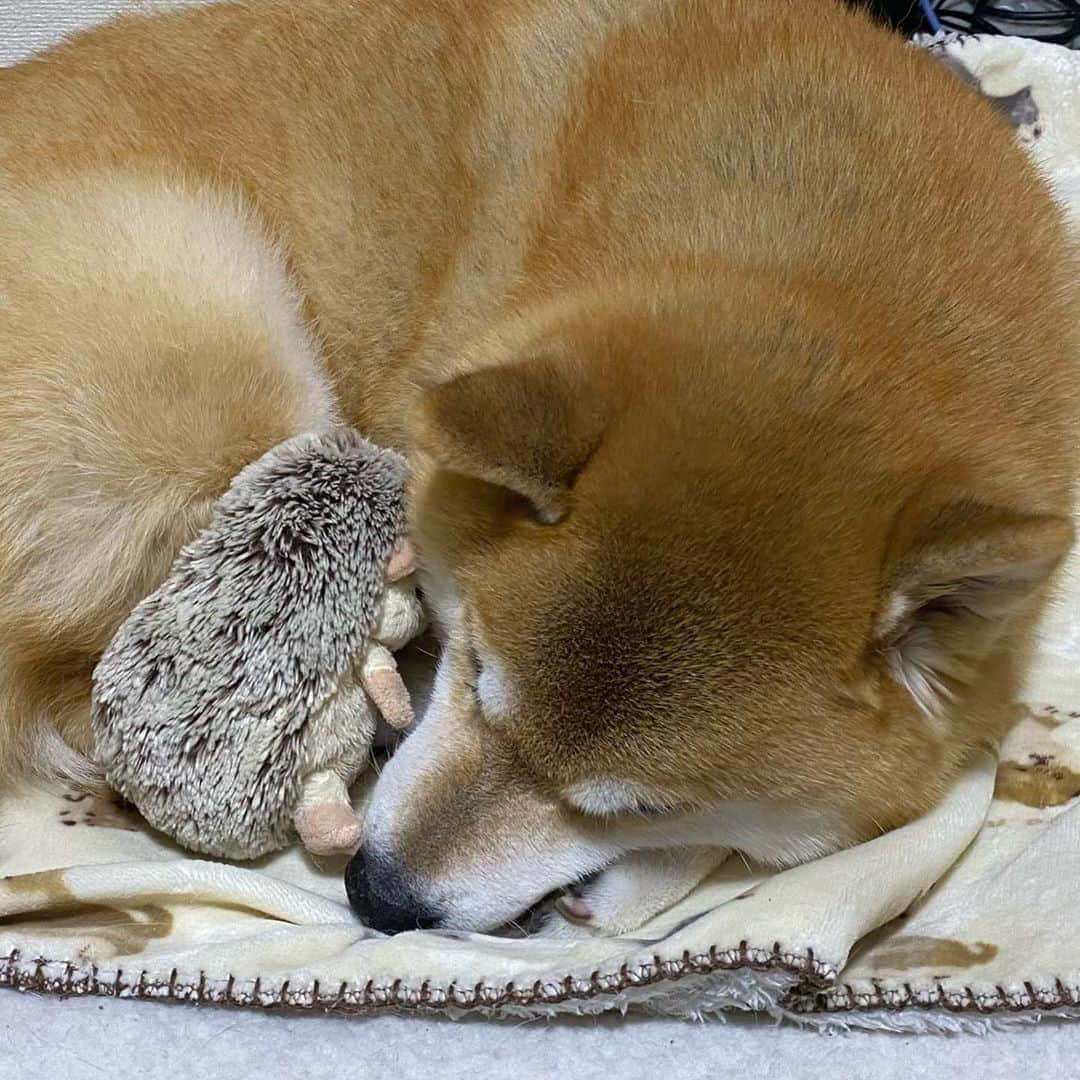 まる（まるたろう）さんのインスタグラム写真 - (まる（まるたろう）Instagram)「Good night!✨🐶💤✨ふわふわベッド最高やね〜 #しゃーわせや #また明日からも頑張っちゃおうね #明日は寒いっぽいから #あったかくしてね」11月2日 0時36分 - marutaro