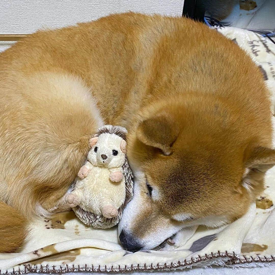 まる（まるたろう）さんのインスタグラム写真 - (まる（まるたろう）Instagram)「Good night!✨🐶💤✨ふわふわベッド最高やね〜 #しゃーわせや #また明日からも頑張っちゃおうね #明日は寒いっぽいから #あったかくしてね」11月2日 0時36分 - marutaro