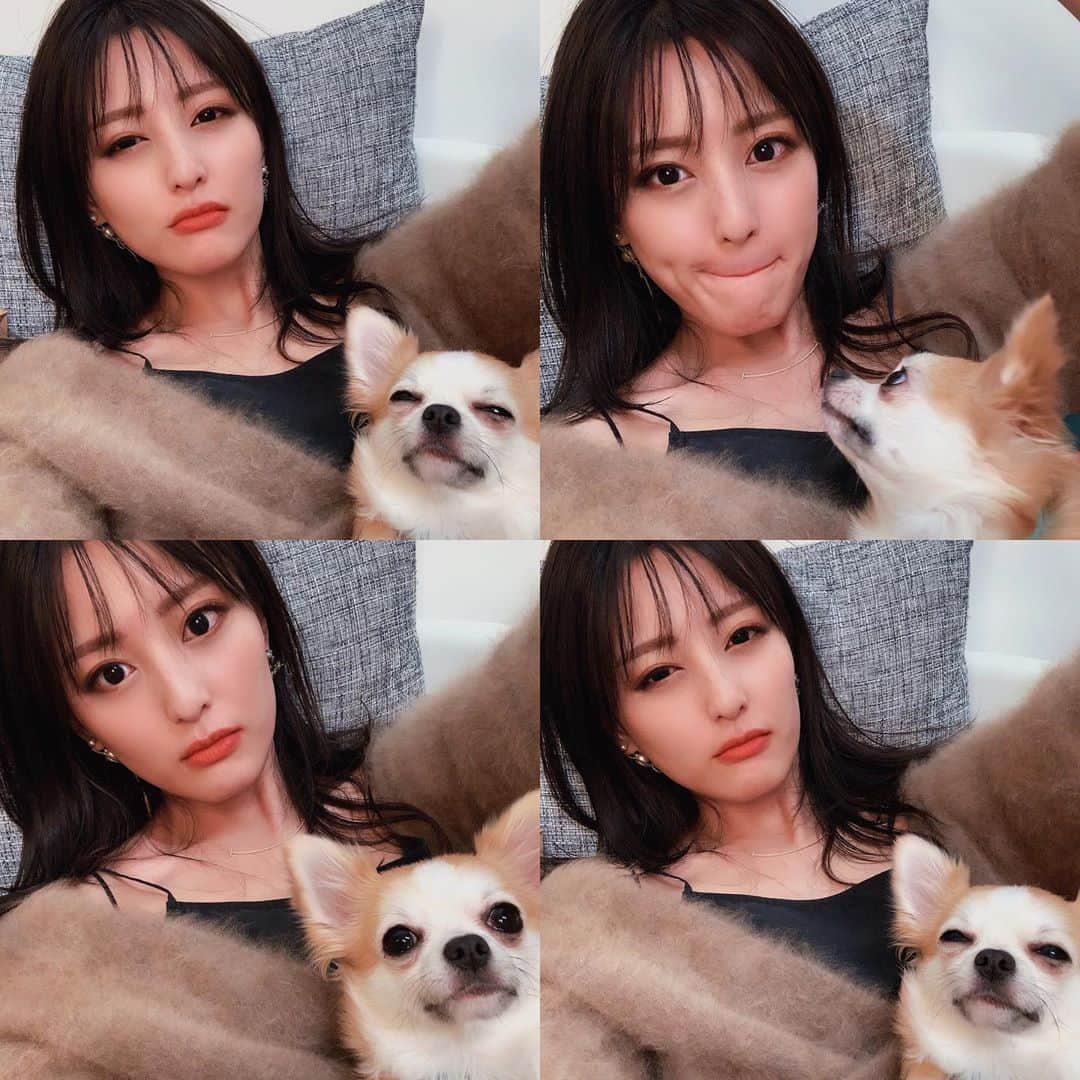 楓のインスタグラム：「. . . たまにコムギと似てるって言われる . . 似てる？🐶🐶🐶🐶🐶 . . パピコ様は知らん顔やけど 一応近くにいる。👏❤ . . ##### #北新地#祇園#ホステス#キャバ嬢#クラブ#クラブザコート#韓国女優になりたい#キムジウォンになりたい#田中みな実になりたい#ノーカラコン#秋メイク#チワワ#チワワ部#」