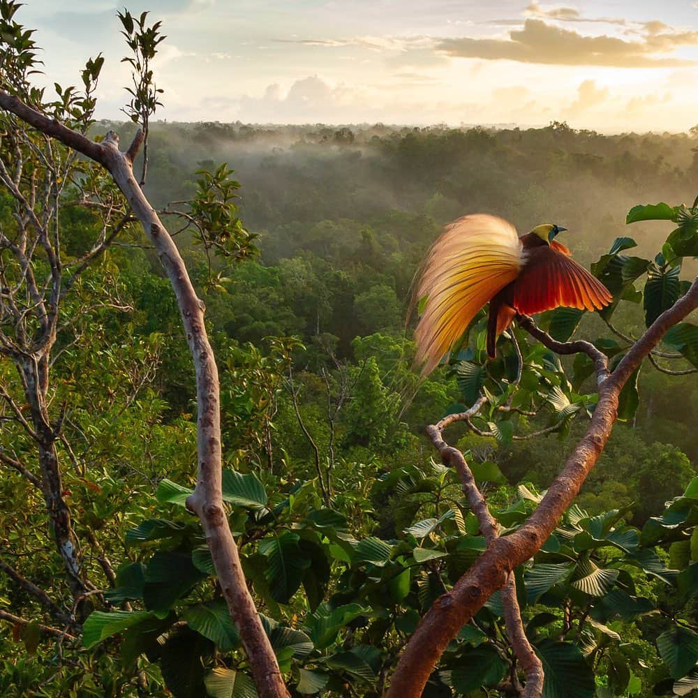 Tim Lamanさんのインスタグラム写真 - (Tim LamanInstagram)「Photo by @TimLaman.  Bird-of-Paradise Sunrise – swipe slowly to see the whole photograph.  One of my all time favorite images.  After over twenty years shooting for National Geographic, and winning international recognition in major wildlife photography competitions including Wildlife Photographer of the Year, I have decided to offer a selection of my best images as Limited Edition prints only in very large sizes.  I have carefully selected my most significant images from photographic explorations around the world for this collection.  These artworks represent peak experiences in my career.  They are one-of-a-kind images made when my artistic vision aligned with moments in nature to create iconic photographs that I believe will transcend time.  - You can learn more by visiting the Limited Editions page in my gallery at https://www.timlamanfineart.com/limitededitions - #birdofparadisesunrise #birdofparadise #birdsofparadise #birds #fineart #limitededition」11月2日 0時59分 - timlaman