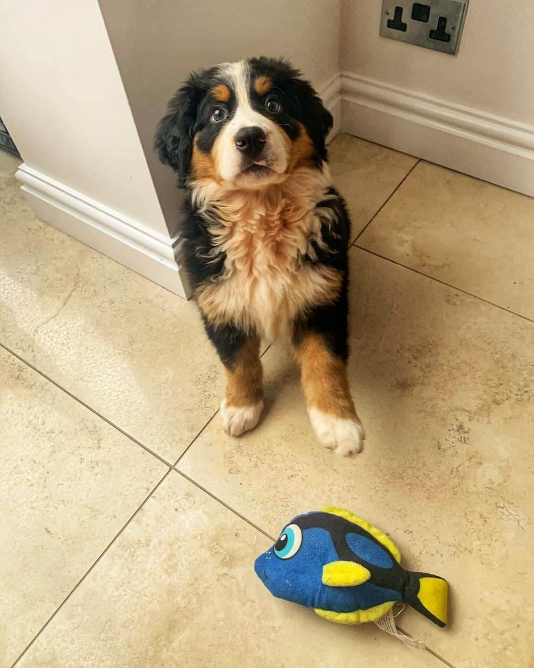 8crapさんのインスタグラム写真 - (8crapInstagram)「“Look, I found Dory!” - Want to get featured like her? Join “The Barked Club” on FACEBOOK and post something now! 👉 barked.com - 📷 @bambibernese - #TheBarkedClub #barked #dog #doggo #puppy #pupper #BerneseMountainDog #Berners #BernersPuppy」11月2日 1時00分 - barked