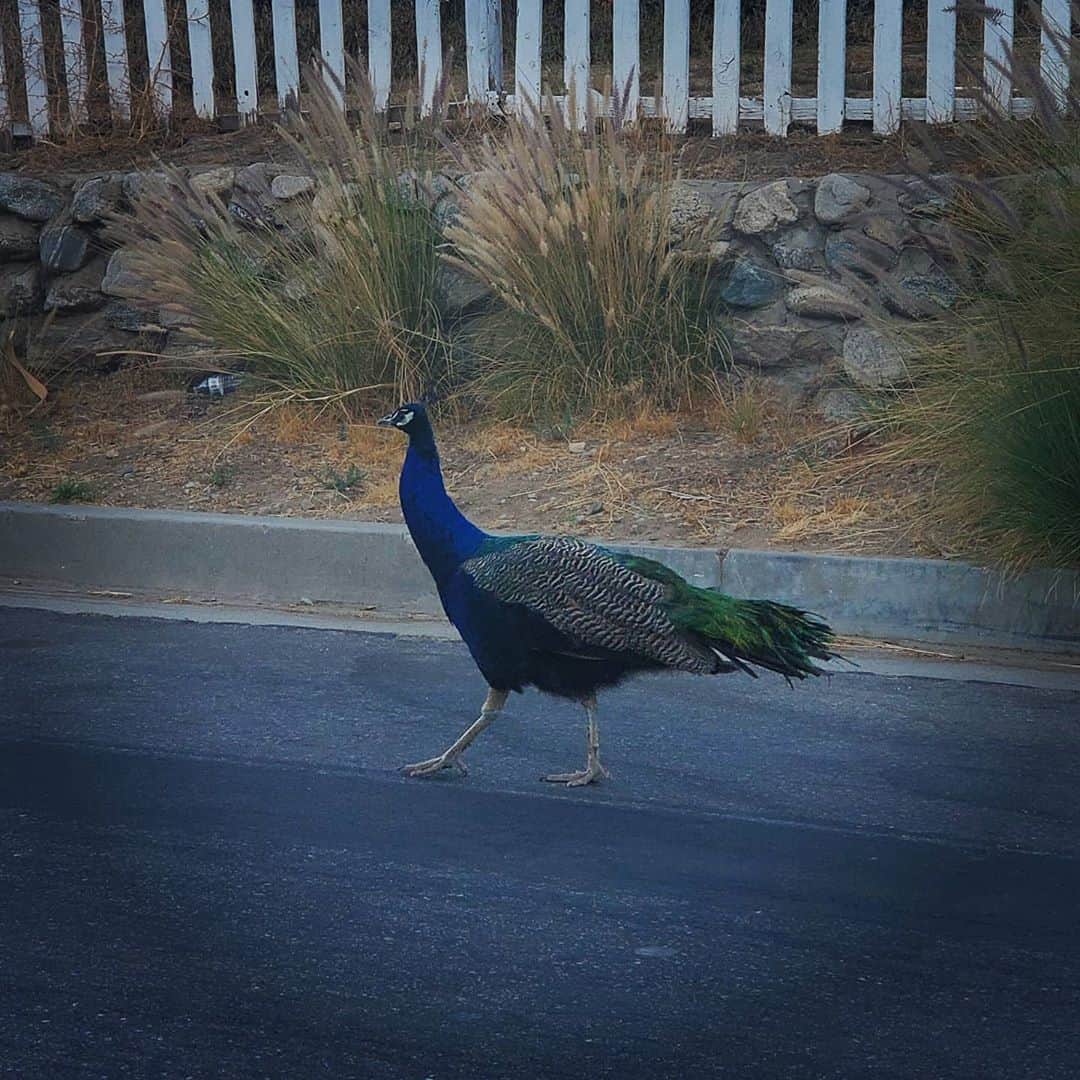 のインスタグラム：「Peacock Dude wild Peacock 🦚🦚🦚#PEACOCKS #peacock #peacocksrule #peacockempire #ilovepeacocks #peacocktime #peacockmagic #shadowhills #THANKYOU #peafowls #peacockdaddy #peacocksquad #wildpeacocks 🦚🦚🦚🦚🦚🦚🦚🦚🦚🦚🦚🦚🦚🦚🦚🦚🦚I love their fancy head Mohawk.」