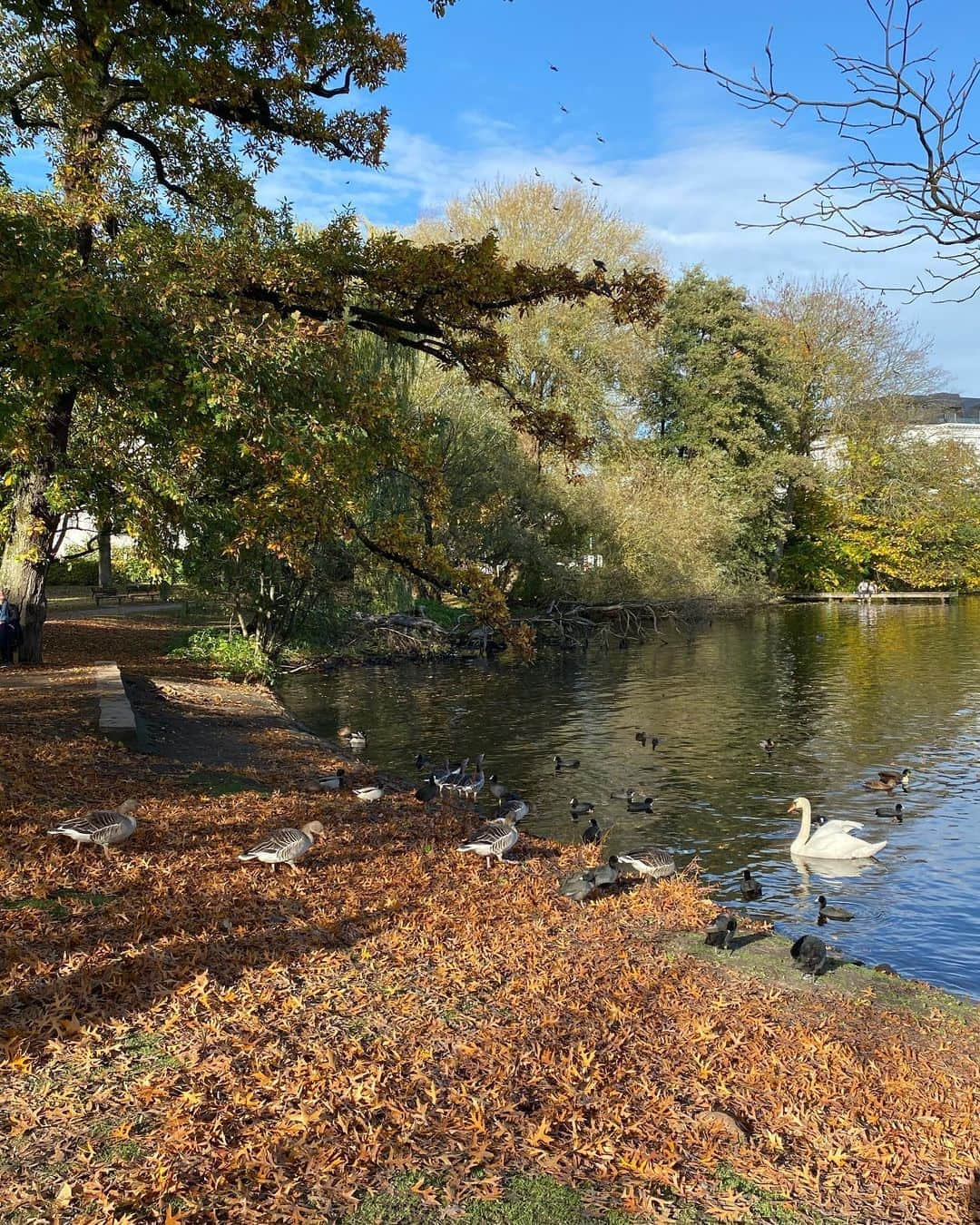 レオニー・ハンネさんのインスタグラム写真 - (レオニー・ハンネInstagram)「Today was a home love story 🍂  Autumn walks, bird watching, saw my sisters for coffee & cake and took my bike for a ride 🥰 #Hamburg」11月2日 1時11分 - leoniehanne