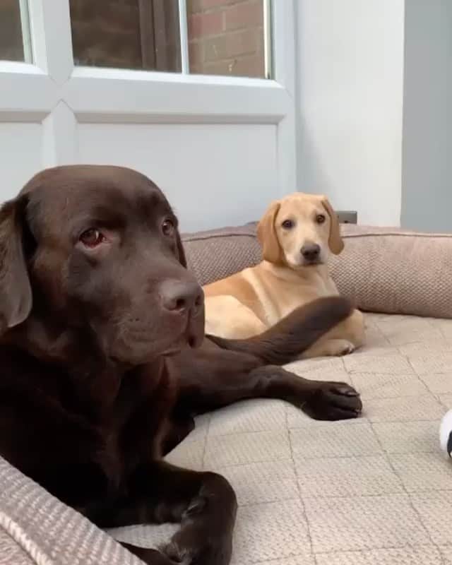 DogsOf Instagramのインスタグラム：「“that’s one way to remove eye boogers...” writes @mylabrachildren   #dogsofinstagram」