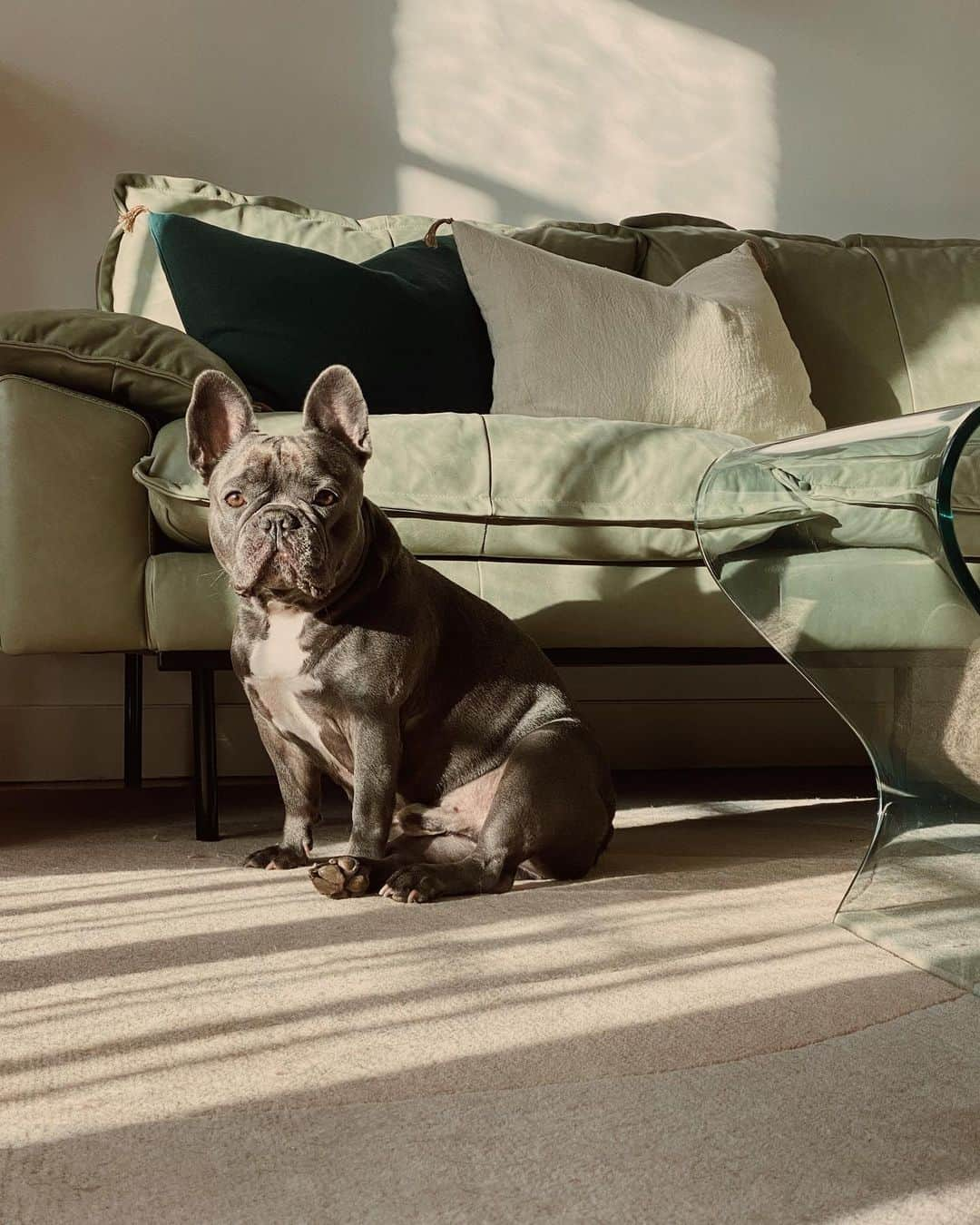 Lyloutteさんのインスタグラム写真 - (LyloutteInstagram)「• 15h34 31 octobre 2020 ~ Bébé Izo ♡  #frenchbulldog #bluefrenchie」11月2日 2時23分 - lyloutte