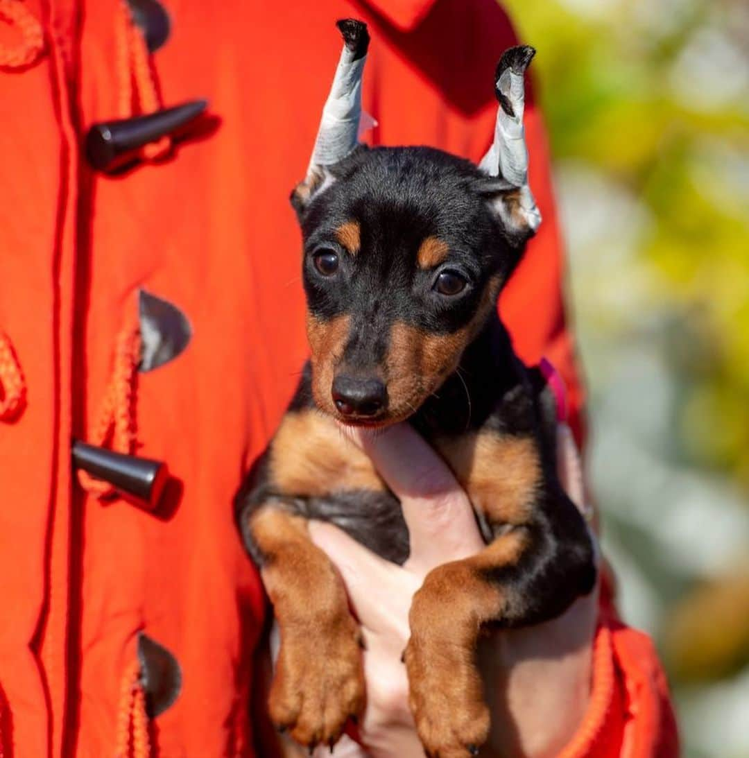 Puppy For Sale.さんのインスタグラム写真 - (Puppy For Sale.Instagram)「Шикарная девочка цвергпинчера черно подпалого окраса🥰👍 ⠀ На данный момент ушки и хвостик купированы 😊❤️ ⠀ Породная, стильная; с хорошим костяком и отличной анатомией👍 ⠀ У малышки прекрасный характер: контактная, весёлая, активная, заводная🥰 ⠀ Больше информации и фото в Директ или Вотсапп ⠀ ___ ⠀ Следите за нашими обновлениями и подписывайтесь👇 @artsimpatiya ⠀ Больше информации, фото и видео: Директ, на личном сайте питомника Арт Симпатия: www.artsimpatiya.ru ⠀ #zwergpinscher #zwergpinscherlove #zwergpinschersofinstagram #zwergpin #zwergpinscherlove😍 #zwergpincherartsimpatiya #zwergpinscherpuppy #puppyzwergschnauzer #карликовыйпинер #миниатюрныйпинчер #минипинчер #минипинчер🐕🐾 #щенокцверга #щенокцвергпинчера #цвергпинчеры #цвергпинчерщенки #пинчер #цвергпинчер #цвергпинчеры」11月2日 2時26分 - artsimpatiya