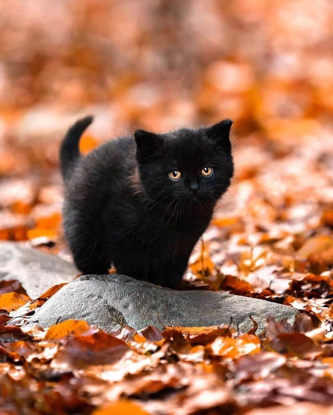 Canon Photographyさんのインスタグラム写真 - (Canon PhotographyInstagram)「Happy belated Halloween 🎃 👻 Photography // @sergey_polyushko Curated by @steffeneisenacher  #cat #blackcatsofinstagram #helloween #catsofinstagram #autumnleaves」11月2日 3時50分 - cpcollectives