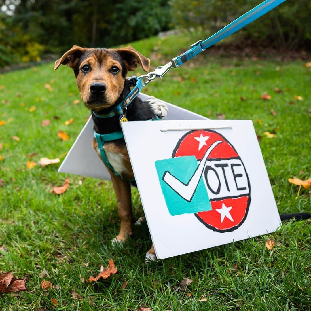 The Dogistさんのインスタグラム写真 - (The DogistInstagram)「VOTE! Drop those ballots off or go to your polling place on Tuesday! If you don’t vote, Ginkgo will cry and likely poo on your new rug, and nobody wants that. Get out there and exercise your right to vote! Visit vote.org to get all the info you need!」11月2日 3時51分 - thedogist