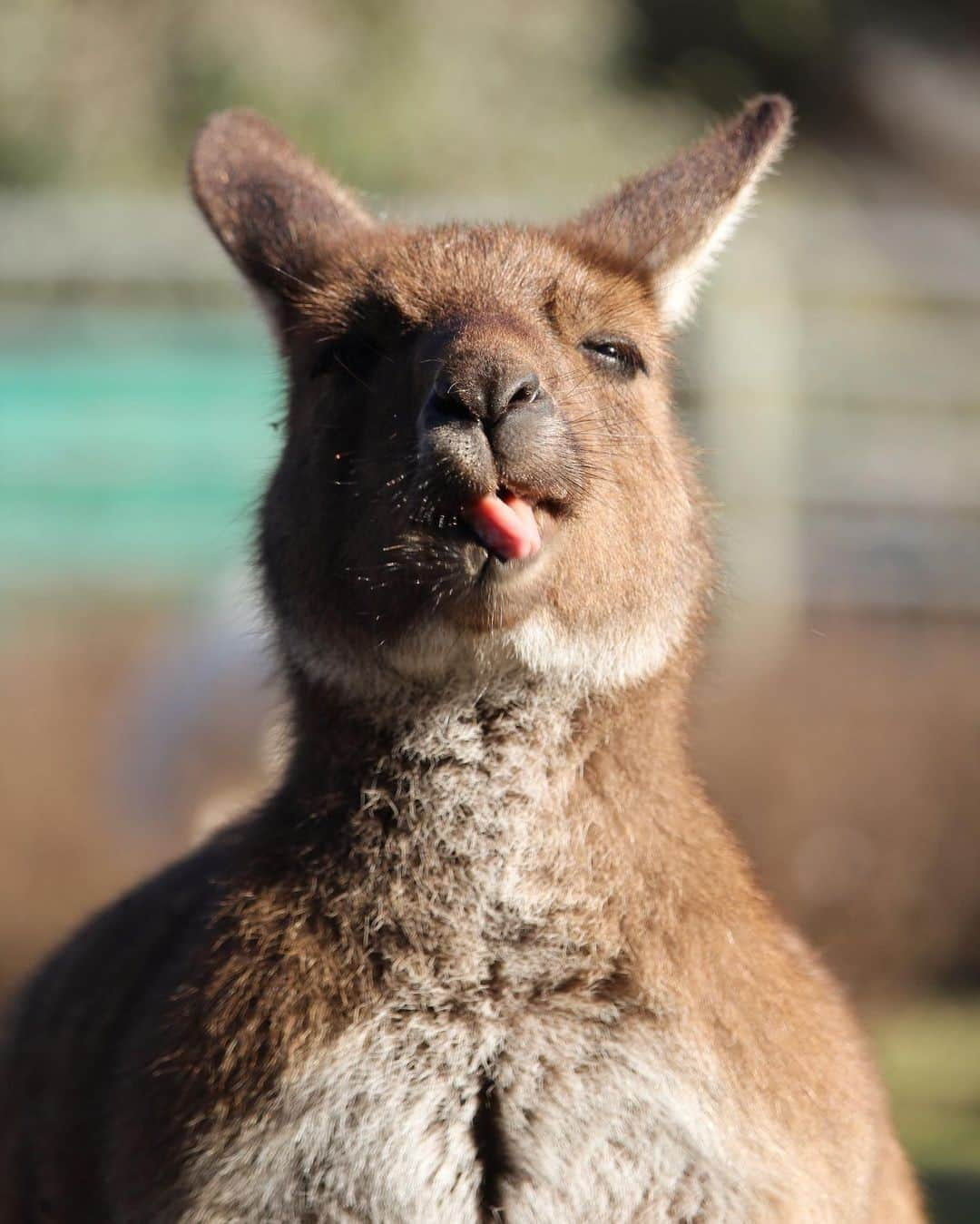 Australiaさんのインスタグラム写真 - (AustraliaInstagram)「Let's face it, this is how we all feel about Monday morning, right? 🙈 This cheeky fellow from @hallsgapzoo in @thegrampians has perfectly summed up those post-weekend vibes, and just so happens to look pretty darn cute whilst doing so. Around three hours drive from @visitmelbourne, the village of #HallsGap is the perfect base for exploring the surrounding mountain ranges and waterfalls of the magnificent #GrampiansNationalPark. There's lots of lovely accommodation options and wineries to explore in this area, and of course, there's also the popular #HallsGapZoo for all the animal lovers out there! #seeaustralia #visitvictoria #grampians #grampiansway #holidayherethisyear」11月2日 4時00分 - australia