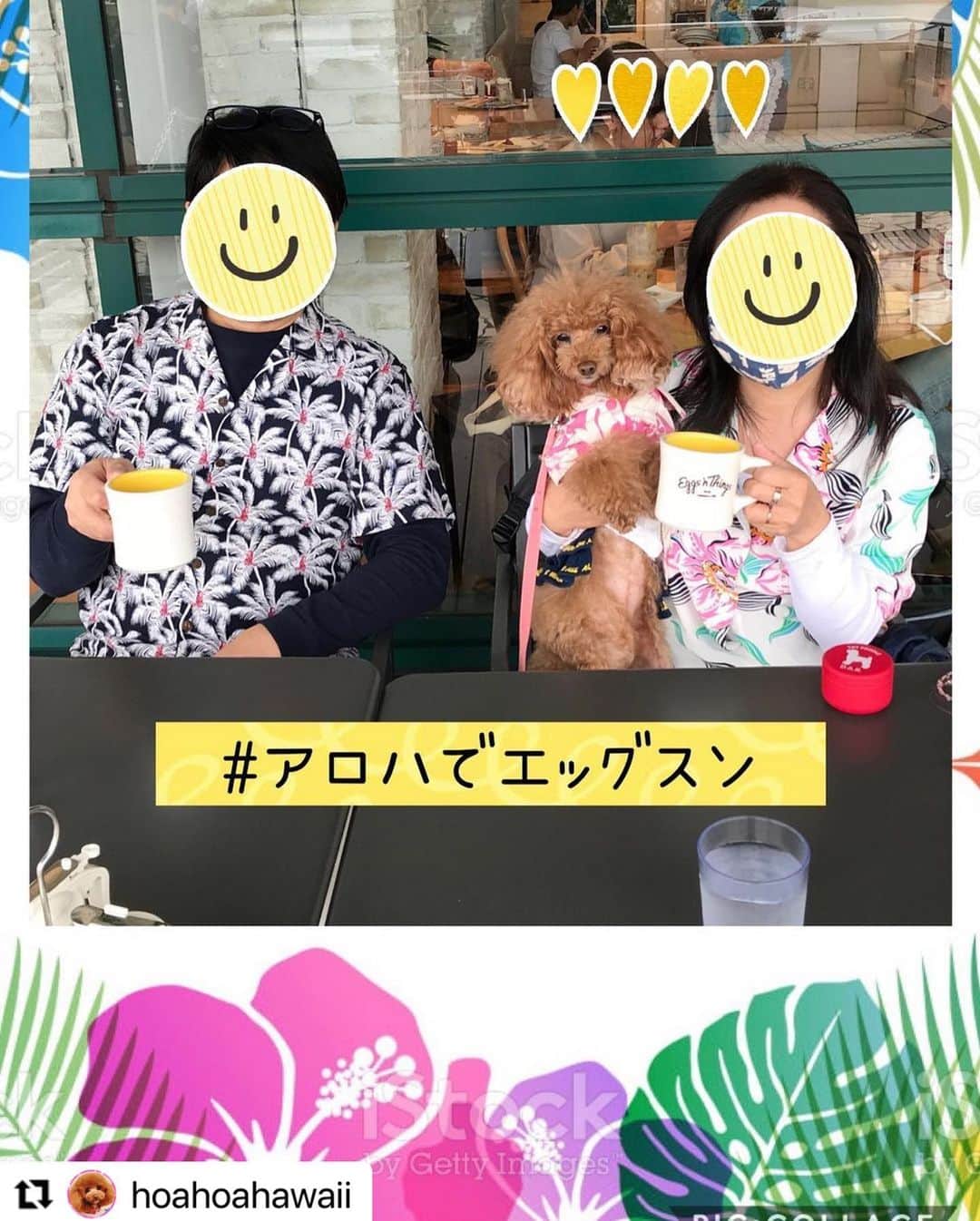EGGS ’N THINGS JAPANさんのインスタグラム写真 - (EGGS ’N THINGS JAPANInstagram)「#Repost @hoahoahawaii 様  ご来店頂きましてありがとうございます😊  また、「 #アロハでエッグスン 」で素敵なお写真をご投稿頂きましてありがとうございます☀️🌈  ぜひ、また機会がございましたらEggs 'n Thingsでお過ごしください😆🏝  -------------- またまた大好きなお台場へ〜😁💓 ・ 毎週行ってるんとちゃう⁇ …ってくらい、よく行ってるよね😂💦 ・ 11／1からのイベント  「Vibes & Breeze of Hawaii ～ハワイの風とバイブを感じよう！～」  キャンペーンのひとつで、アロハを着てお店で食事すると、オリジナルドリンク🍹をプレゼントしてもらえるよ❣️😊💓 ・ こういうの大好きなホア家、しっかりホアもアロハ着用で行ってきました❣😁️👍🌺🐶 ・ 今日からの新メニュー✨コナティラミスパンケーキ🥞も、プレゼントのオリジナルドリンクも、めちゃ美味しかったよ😋💓‼️ ・ レイ・メイキング体験やフラ・ダンスショーも楽しそうだけど、ホア🐶が一緒だとテラス席しか入れないから、参加出来ないのが残念💔😭 ・ ・ みんなもテラス席が寒くならない今のうちに、 ぜひ行ってみてね❣️😉🥞🐶☕️ ・  #アロハでエッグスン #エッグスンシングスお台場店 #イベント #大好きな店 #ハワイ好き #ワンコとお出かけ #アロハシャツ #親子でアロハ #長袖の上に半袖🤣 #オリジナルドリンク #めちゃ美味しかった❤️ #ありがとう #頑張れ日本 #頑張れハワイ🌺 #頑張れエッグスンシングス #愛犬 #トイプードル #親バカ部 #dog  #cute #toypoodle #todayswanko #dogstagram #ig_dogphoto #all_dog_japan #east_dog_japan #dog_features #bestfriends_dogs」11月2日 13時57分 - eggsnthings_jp