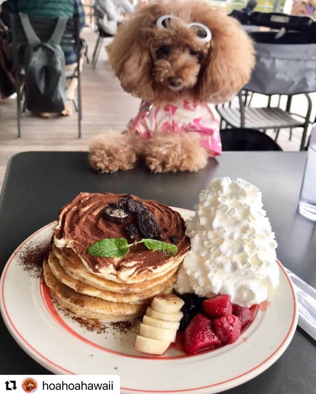 EGGS ’N THINGS JAPANさんのインスタグラム写真 - (EGGS ’N THINGS JAPANInstagram)「#Repost @hoahoahawaii 様  ご来店頂きましてありがとうございます😊  また、「 #アロハでエッグスン 」で素敵なお写真をご投稿頂きましてありがとうございます☀️🌈  ぜひ、また機会がございましたらEggs 'n Thingsでお過ごしください😆🏝  -------------- またまた大好きなお台場へ〜😁💓 ・ 毎週行ってるんとちゃう⁇ …ってくらい、よく行ってるよね😂💦 ・ 11／1からのイベント  「Vibes & Breeze of Hawaii ～ハワイの風とバイブを感じよう！～」  キャンペーンのひとつで、アロハを着てお店で食事すると、オリジナルドリンク🍹をプレゼントしてもらえるよ❣️😊💓 ・ こういうの大好きなホア家、しっかりホアもアロハ着用で行ってきました❣😁️👍🌺🐶 ・ 今日からの新メニュー✨コナティラミスパンケーキ🥞も、プレゼントのオリジナルドリンクも、めちゃ美味しかったよ😋💓‼️ ・ レイ・メイキング体験やフラ・ダンスショーも楽しそうだけど、ホア🐶が一緒だとテラス席しか入れないから、参加出来ないのが残念💔😭 ・ ・ みんなもテラス席が寒くならない今のうちに、 ぜひ行ってみてね❣️😉🥞🐶☕️ ・  #アロハでエッグスン #エッグスンシングスお台場店 #イベント #大好きな店 #ハワイ好き #ワンコとお出かけ #アロハシャツ #親子でアロハ #長袖の上に半袖🤣 #オリジナルドリンク #めちゃ美味しかった❤️ #ありがとう #頑張れ日本 #頑張れハワイ🌺 #頑張れエッグスンシングス #愛犬 #トイプードル #親バカ部 #dog  #cute #toypoodle #todayswanko #dogstagram #ig_dogphoto #all_dog_japan #east_dog_japan #dog_features #bestfriends_dogs」11月2日 13時57分 - eggsnthings_jp