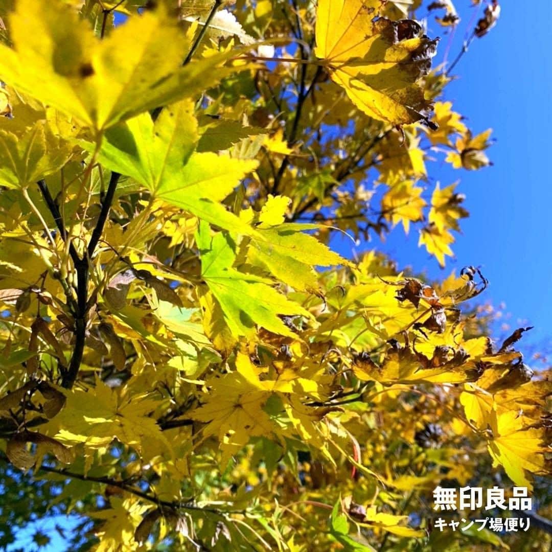 無印良品さんのインスタグラム写真 - (無印良品Instagram)「【キャンプ】山の衣替え - 新潟県・津南キャンプ場では、少し前までは青々としていた山々が秋色に染まりはじめています。 - 葉の色は気温が下がるにつれて黄色から紅色に変化していくのですが、キャンプ場の最低気温はすでに1桁まで下がっています。日本有数の豪雪地である津南町では、紅葉に雪が積もることも珍しくはありません。 - 色づきのピークを迎える11月上旬頃には、キャンプ場に隣接する薬師湖周辺の景色も、さらに華やかになりそうです。 - #無印良品 #MUJI #無印良品キャンプ場 #無印良品津南キャンプ場 #キャンプ場 #キャンプ #アウトドア #新潟 #津南 #紅葉 #秋山 #秋景色 #秋色 #もみじ #モミジ #かえで #カエデ」11月2日 14時00分 - muji_global