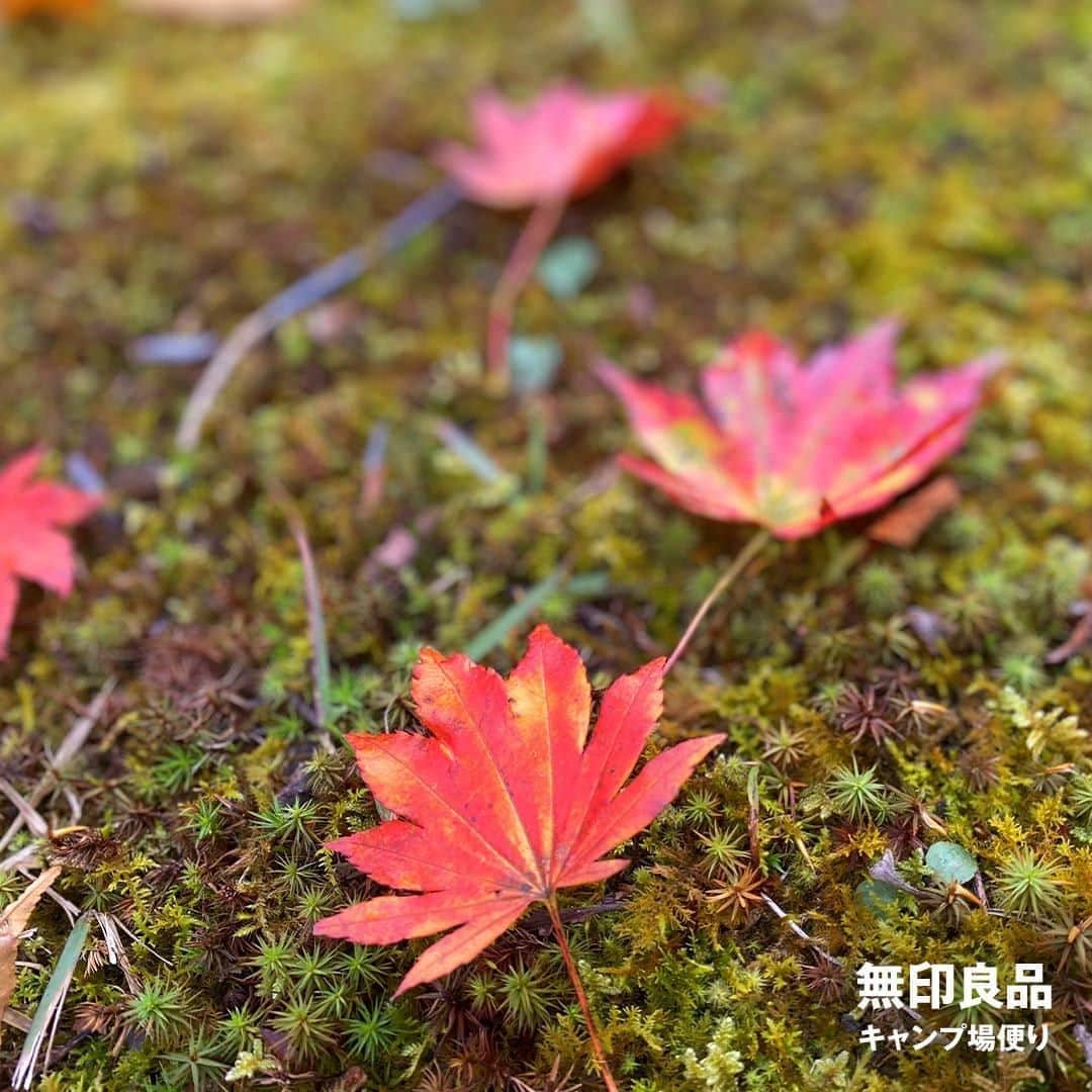 無印良品さんのインスタグラム写真 - (無印良品Instagram)「【キャンプ】山の衣替え - 新潟県・津南キャンプ場では、少し前までは青々としていた山々が秋色に染まりはじめています。 - 葉の色は気温が下がるにつれて黄色から紅色に変化していくのですが、キャンプ場の最低気温はすでに1桁まで下がっています。日本有数の豪雪地である津南町では、紅葉に雪が積もることも珍しくはありません。 - 色づきのピークを迎える11月上旬頃には、キャンプ場に隣接する薬師湖周辺の景色も、さらに華やかになりそうです。 - #無印良品 #MUJI #無印良品キャンプ場 #無印良品津南キャンプ場 #キャンプ場 #キャンプ #アウトドア #新潟 #津南 #紅葉 #秋山 #秋景色 #秋色 #もみじ #モミジ #かえで #カエデ」11月2日 14時00分 - muji_global