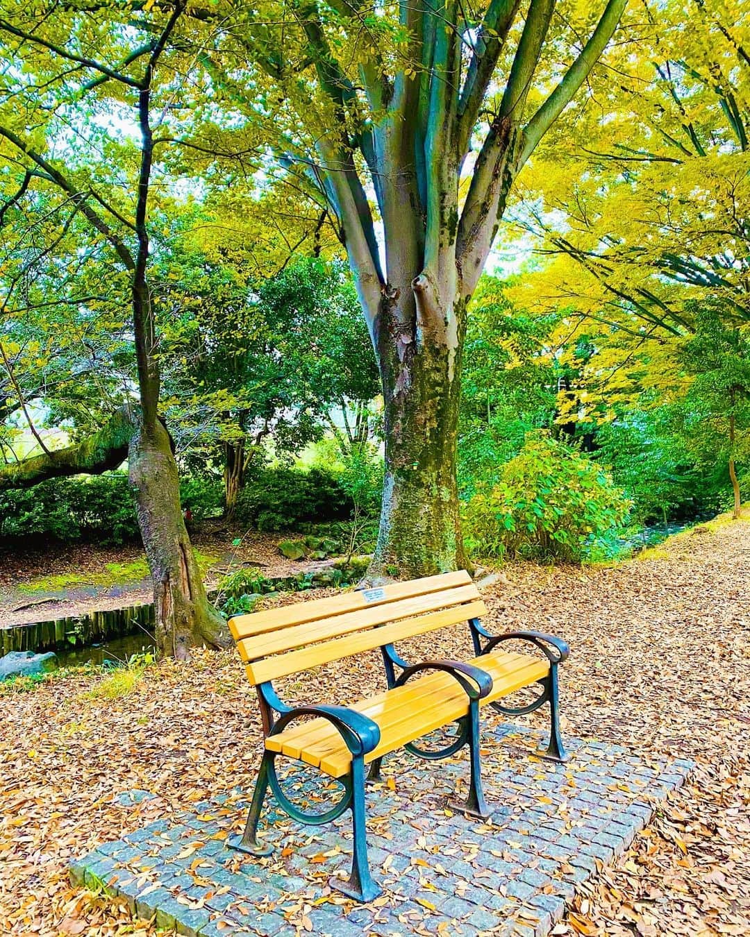 大越かず江さんのインスタグラム写真 - (大越かず江Instagram)「✨🍁 秋 🍄✨  公園のベンチに座って ゆっくりと秋の景色を眺める✨  至福の時🎃🍁╰(⸝⸝⸝´꒳`⸝⸝⸝)╯🍄🌰   🍠🍂🍁🌰🎃🌾🍊🍐🍇🍒🍄  ✨🍁 Autumn 🍄✨  Sitting on a park bench Slowly look at the autumn scenery ✨  Time of bliss 🎃🍁╰(⸝⸝⸝´꒳`⸝⸝⸝)╯🍄🌰   🍠🍂🍁🌰🎃🌾🍊🍐🍇🍒🍄  #秋  #autumn  #公園散歩  #park  #至福の時間」11月2日 14時10分 - bluemoonseasky
