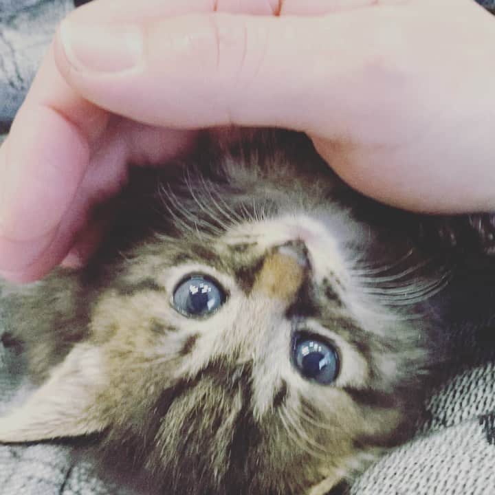 川上麻衣子のインスタグラム：「1日だけのミルクボランティア💕ドキドキハラハラ💓ハートを鷲掴みされています💓」