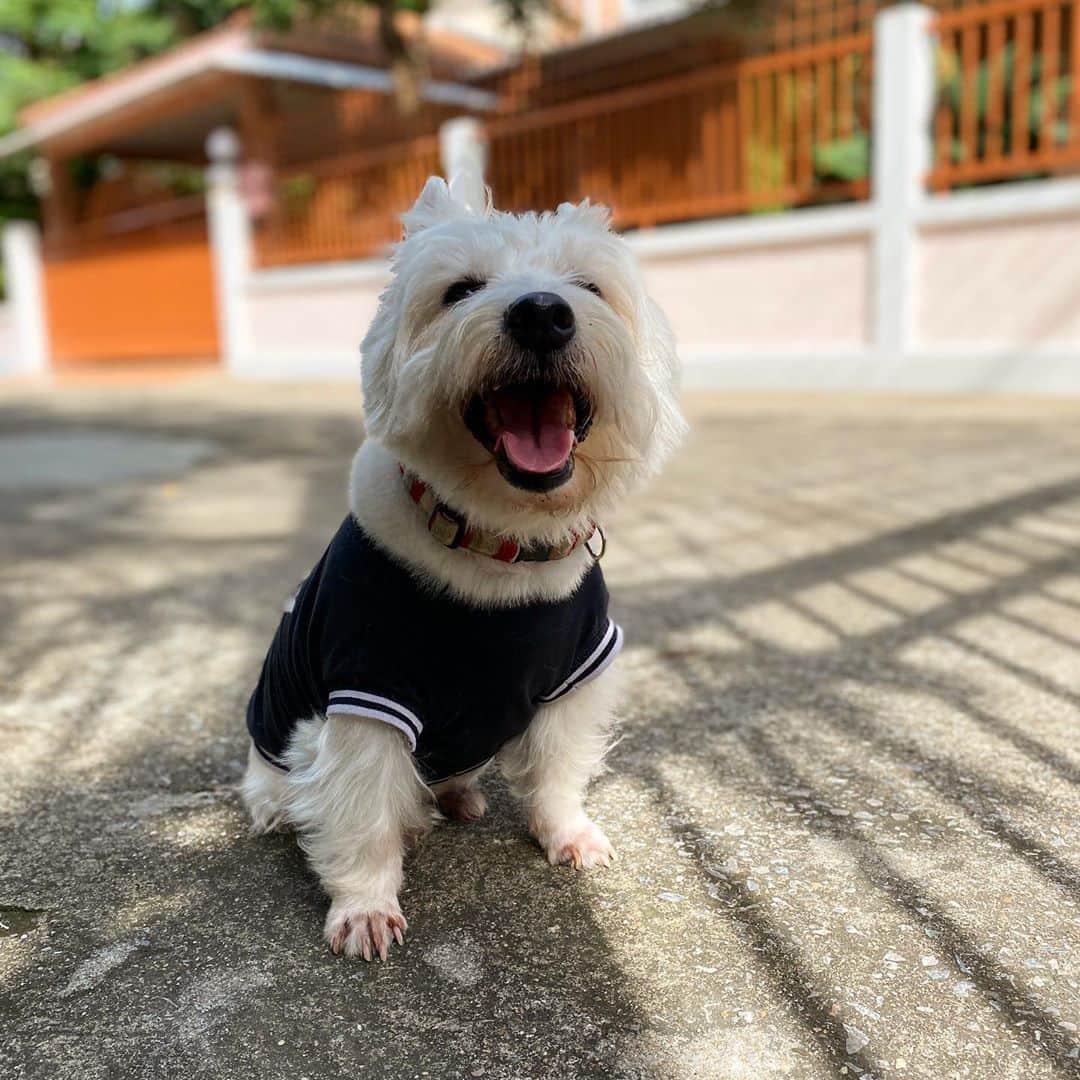 Hoykong&Plamuekさんのインスタグラム写真 - (Hoykong&PlamuekInstagram)「Happy Moday everyone 😘 #plamuek_westies」11月2日 14時43分 - hoykongplamuek