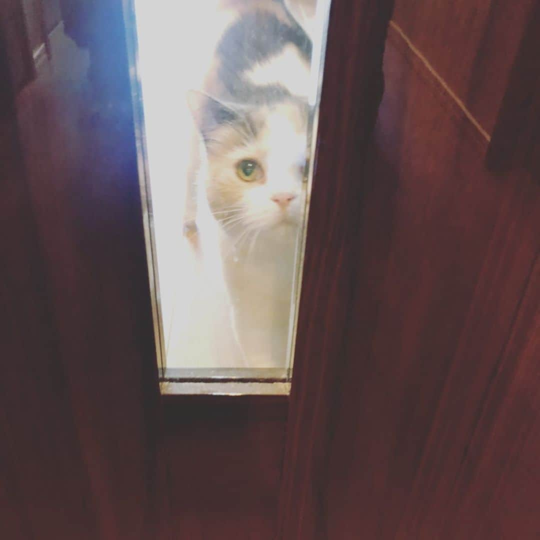 杏子さんのインスタグラム写真 - (杏子Instagram)「なんか視線を感じるなぁ。。。って思ったら😆  #CoCo #猫 #スコティッシュホールド #たち耳スコ」11月2日 14時43分 - kyoko_anzu