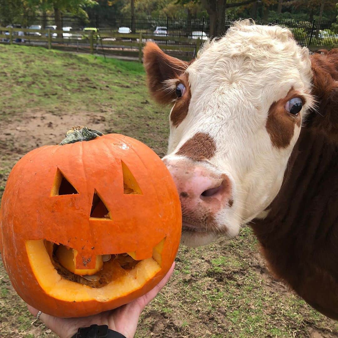 スミソニアン国立動物園さんのインスタグラム写真 - (スミソニアン国立動物園Instagram)「🎃 Our Kids’ Farm friends received some spooky jack-o-lanterns for Halloween! No tricks, all treats. ❤️🐮🐷」11月2日 6時37分 - smithsonianzoo