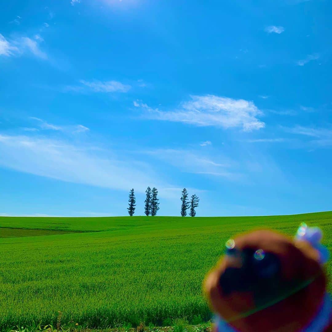 ころのインスタグラム：「#ころツーリスト in #日本 (#北海道 )  . おはようございます🤗☀️☀️ . 本日の撮影スポットは#マイルドセブンの丘 😊✨✨ . #富良野 の特に#美瑛 で畑に木が立っていたら、観光地の確率が非常に高いので近くに看板が無いか探して見て下さい😁 もしくはGoogleマップで‼️  撮影している時は知らなかったのですが、元々のマイルドセブンの丘は木がもっと生えていて林見たいになっていたそうですが伐採されたそうです😳💦💦 . 木が弱ってきて倒れて来たら危ないからだそうですが、それ以外にもここの農地の方は以前から観光客の人が記念撮影の為に勝手に畑に入るなどのマナーの悪さに凄く迷惑していたそうです😢✨✨ . もし見に行かれる方は畑に入らないようにしてあげて下さい🙇‍♀️💦💦 . ころの他の写真を見たい方はこちらから！  @koro.dottokoi .」