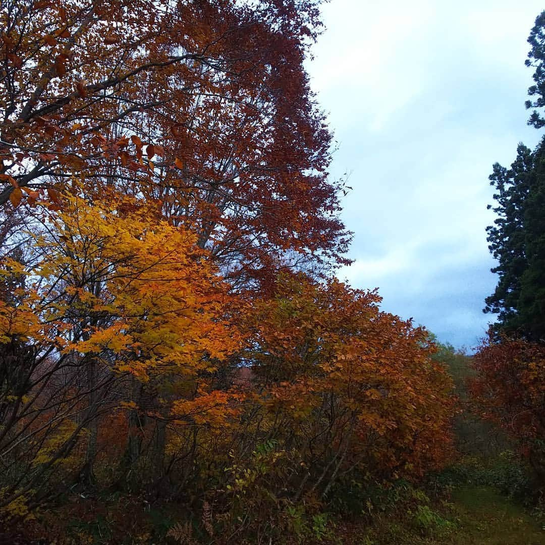 みながわゆみさんのインスタグラム写真 - (みながわゆみInstagram)「#山形県 #西川町 #志津温泉 #紅葉 #自然大好き #自然がいっぱい #癒される #散歩 #朝の散歩 #気持ちいい」11月2日 7時01分 - nama.09.19