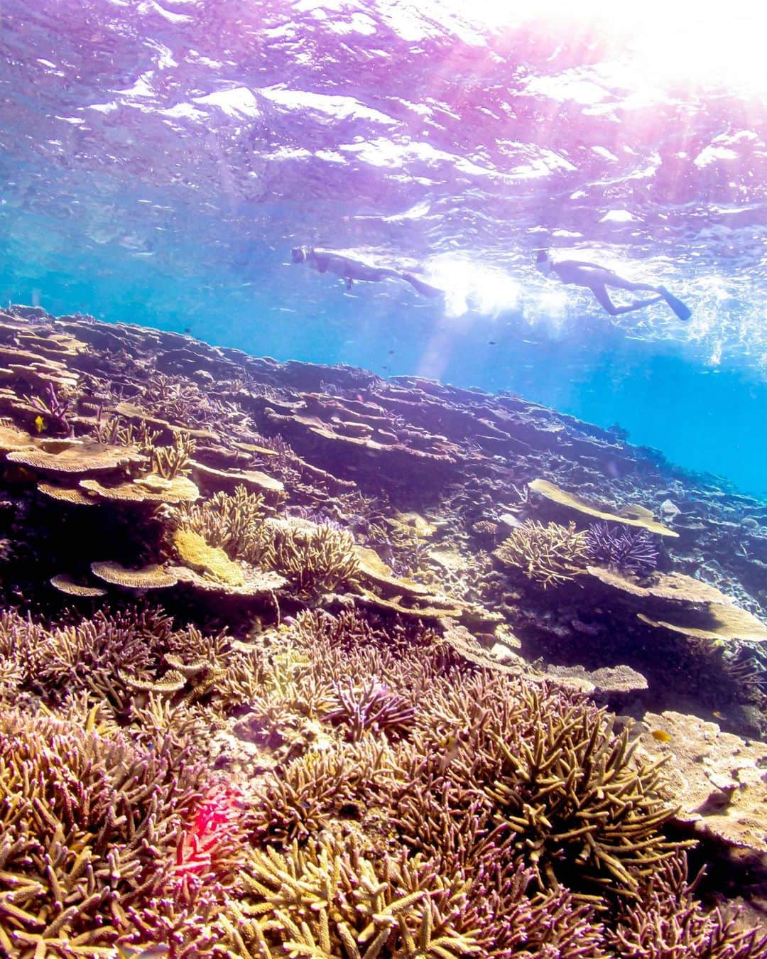 ぴょん♡のインスタグラム：「八重干瀬は池間島の北部にある広大なサンゴ礁群です。 周囲25km、100以上のサンゴ礁で構成される日本最大級のサンゴ礁群です。 特徴の違う各サンゴ礁をボートで移動しながら楽しんだよ❤︎ 　 　 　 　 #サンゴ #サンゴ礁 #likeforlikes #instagood #photooftheday」