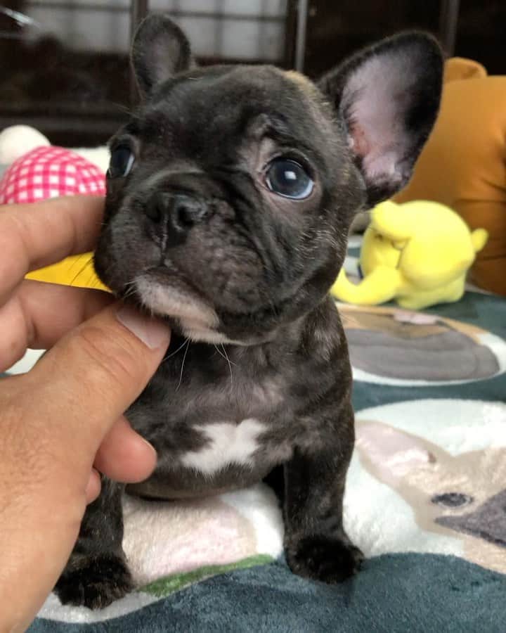 Regeneratti&Oliveira Kennelのインスタグラム：「She’s So Cute. Need help with names please 🥰 #frenchie #frenchbulldog #boopmynose」