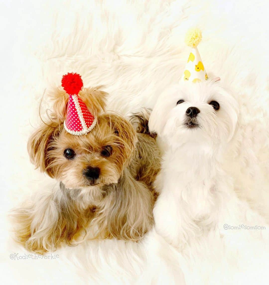 Kodie Bearさんのインスタグラム写真 - (Kodie BearInstagram)「🎂🎂❤️ Happy💥Birthday to the Best Daddy in the Whole Universe ! ❤️🎂 🎂」11月2日 7時21分 - kodietheyorkie