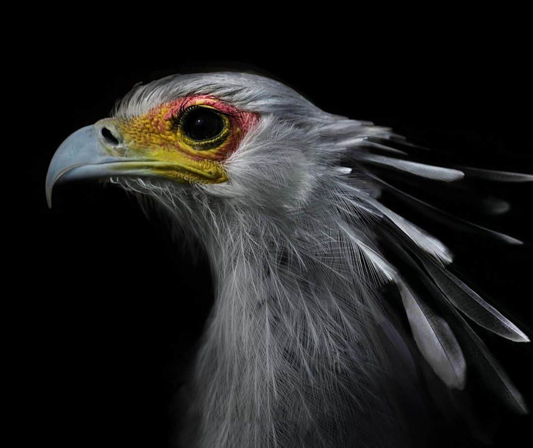 Robert Clarkさんのインスタグラム写真 - (Robert ClarkInstagram)「A portrait of a #SecretaryBird shot while on an assignment in #Tanzania for #NatGeo. The secretary bird is a species of terrestrial bird of prey native to the open grasslands and savannahs of sub-Saharan Africa. It is the only living species belonging to the family Sagittariidae, heads & bodies of secretary birds resemble those of eagles, while their long legs resemble those of cranes as they use them to see above the vegetation to hunt Mainly small mammals, reptiles, amphibians and birds, as well as large insects.  Studies of the secretary bird’s feeding technique have helped scientists to shed light on the hunting strategies of the prehistoric ‘terror birds’. These were giant flightless predators that roamed the planet over 3 million years ago. There are different theories about the origins of the secretary bird’s name. One holds that the feathers behind the bird’s head reminded 19th-century Europeans of the quill pens that secretaries tucked behind their ears. It is more likely, however, that the name derives from the Arabic saqr-et-tair or ‘hunter bird’. #BirdofPrey」11月2日 7時34分 - robertclarkphoto
