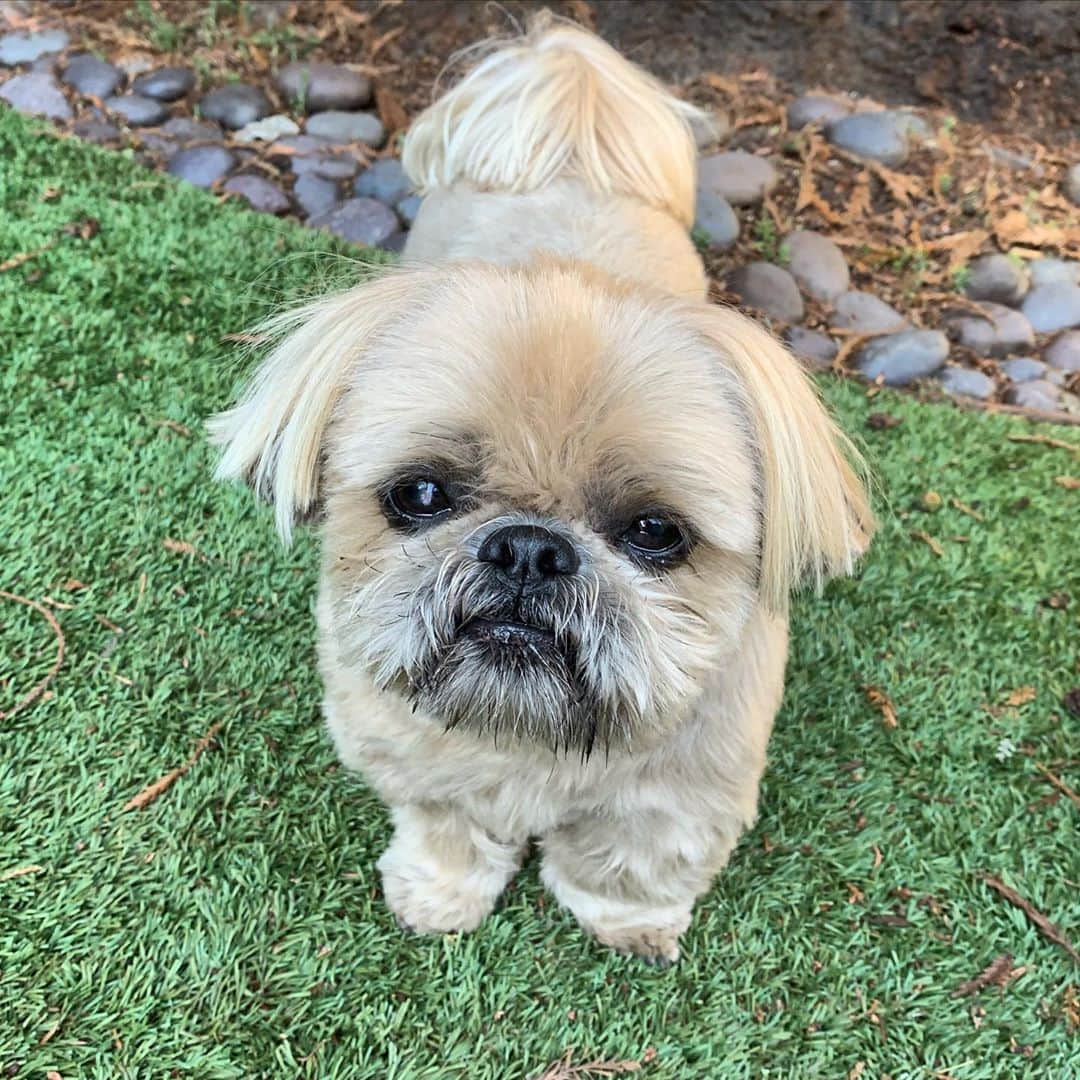 Dougie the Shih Tzuさんのインスタグラム写真 - (Dougie the Shih TzuInstagram)「Dougie wants you to VOTE on Tuesday, if you haven’t done so already.  Don’t disappoint this face.」11月2日 8時20分 - dailydougie
