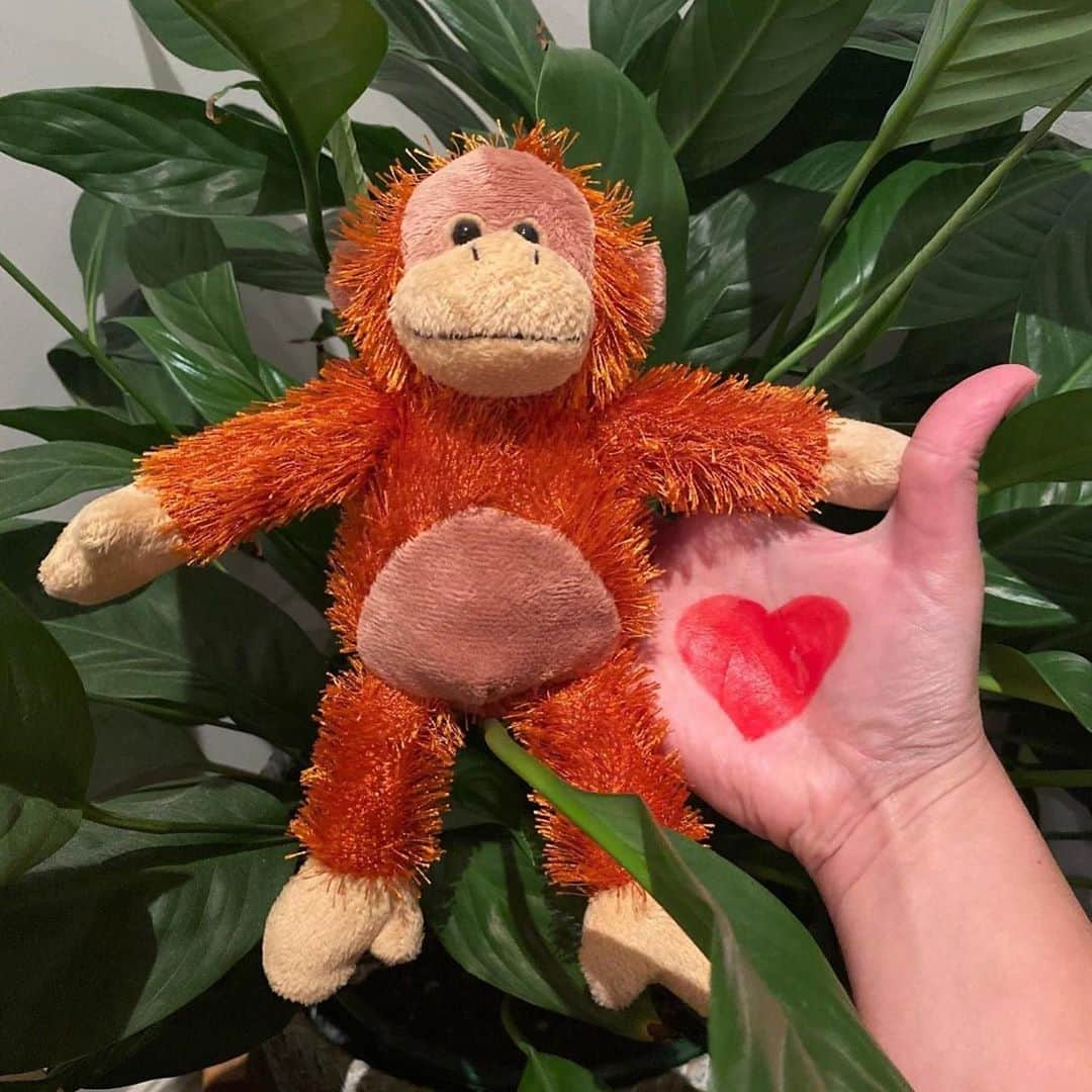 OFI Australiaさんのインスタグラム写真 - (OFI AustraliaInstagram)「Show your love this week during Orangutan Awareness Week!  Held every year to commemorate the establishment of Camp Leakey in 1971, what began as a memorial to honour the work of Dr. Biruté Mary Galdikas has become a world-wide celebration to encourage action to save orangutans. During Orangutan Awareness Week we ask you to make a commitment to help #orangutans and protect their #rainforest home. We encourage you to share your Orangutan Awareness Week pledge on social media, along with a photo of a heart on your hand. Use the hashtag #mylovesaveslives to help us spread the word! We hope you’ll join us - your love can save lives.  #saynotopalmoil #fosteranorangutan #donate #orangutanawarenessweek _____________________________________ 🦧 OFIA Founder: Kobe Steele kobe@ofiaustralia.com  OFIA Patron: Dr Birute Galdikas @drbirute @orangutanfoundationintl @orangutan.canada www.orangutanfoundation.org.au 🦧 🧡 🦧 #orangutan #orphan #rescue #rehabilitate #release #BornToBeWild #Borneo #Indonesia #CampLeakey #saveorangutansorgau #palmoil #deforestation #destruction #rainforest #environment #nature #instanature #endangeredspecies #criticallyendangered #wildlife #orangutanfoundationintl #ofi #drbirute #ofiaustralia」11月2日 8時36分 - ofi_australia