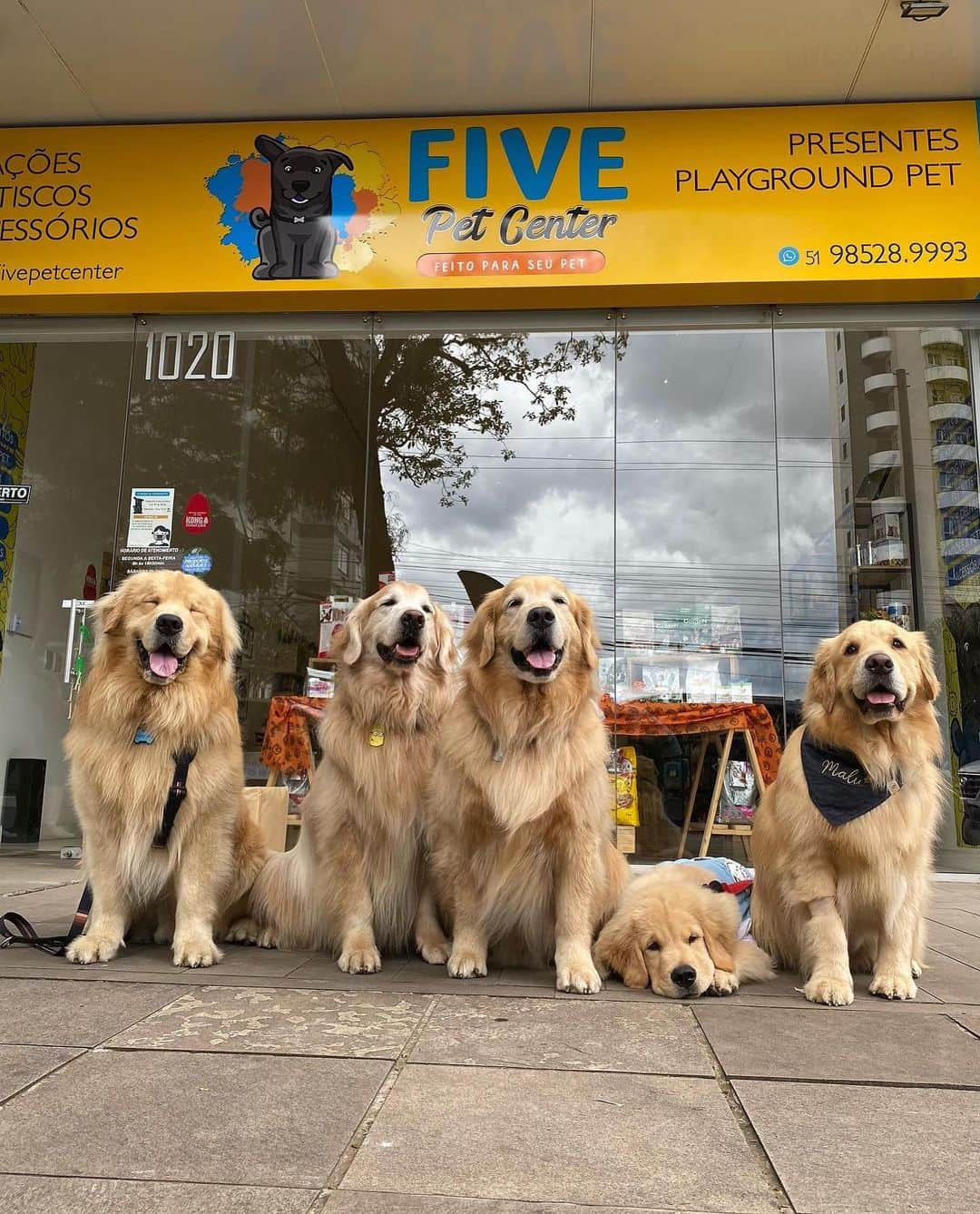 Bobさんのインスタグラム写真 - (BobInstagram)「E tivemos uma passagem rápida por Novo Hamburgo, fomos super bem recepcionados no @fivepetcenter com direito a chuchuzineos e mimimis no estilo @malugolden_ 🤣🍐🍎🍌 😋😋 Obrigado pelo carinho! Seguidores que também foram ❤️❤️Em seguida descanso no @swanhoteis Petfriendly 🐾🐾👏 e assim começamos a viagem de volta pra casa 😭😭😭 . #ExpediçõesOlaPet #HyundaiPets  . Destino: Novo Hamburgo - RS  Petshop: @fivepetcenter  Hotel: @swanhoteis Novo Hamburgo  . #novohamburgo #riograndedosul #fivepetcenter #turismo #hotelaria #viagem #viagemcompets #roteiros #destino #destinosbrasileiros #dicapetfriendly #suldobrasil #hotelpetfriendly #dogs #dogsofinstagram #petlovers #petsofinstagram #instagramers #olapetfriendly #brasil #hyundai #creta」11月2日 8時37分 - bob_marley_goldenretriever