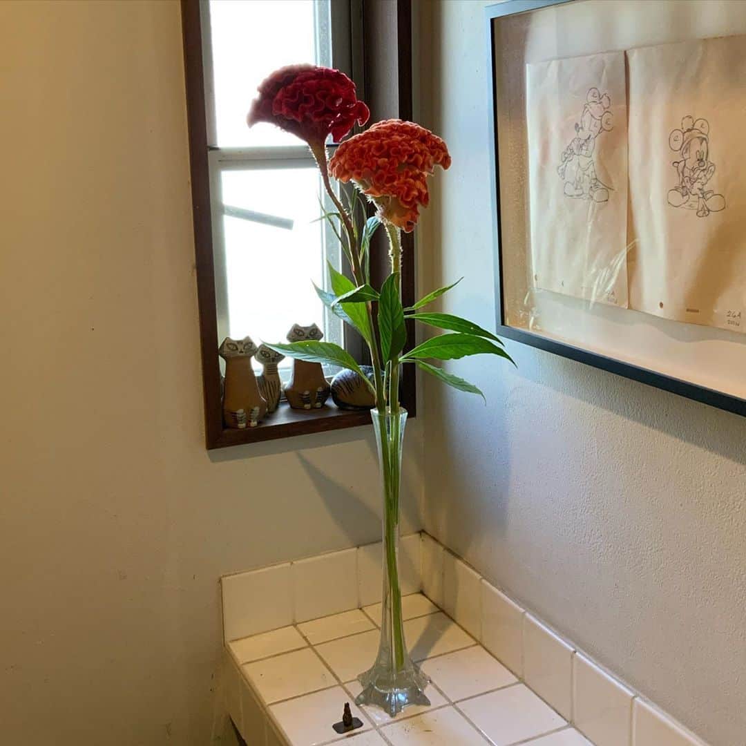 ヒロミチナカノさんのインスタグラム写真 - (ヒロミチナカノInstagram)「glassの器に鶏頭の花を入れました。最近..鶏頭や雛罌粟の花が好きになりました...若い時嫌いだった花が..どうして❓と思うのですが❓あのデカダンと言うべきあの花の美しさ..に惹かれるのです。#flowers #flowerinstagramers」11月2日 8時49分 - hiromichinakano_official