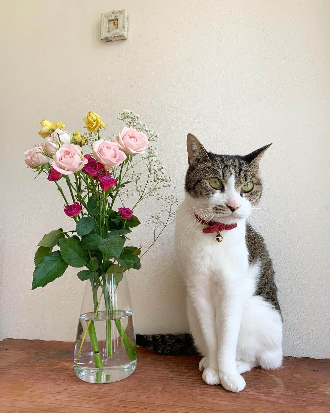 のインスタグラム：「＊ ＊ 🌿  USAKO 🌿 ＊ ・ モデルさん立ち〜〜🐾 ・ (親バカで すみません😹) ＊ ＊ ❈*❋⁎❈*❋⁎❈*❋⁎❈*❋⁎❈*❋⁎❈* ＊ ＊ #cats_of_instagram  #TheDailyKitten  #cats_of_world #balousfriends  #catloversclub  #cat_features #catstocker #themeowlife  #sweetcatstime  #thedailykitten #cats_of_instworld #IGersJP #happypetclub #バラ #保護猫 #catsfollowers  #pleasantcats  #catsofday #happycatclub #sweetcatclub #モデル立ち猫  #モデル立ち #cutieanimalspage #cutecatshow  #thedailykitten #薔薇 #sweetcatonline #nyancon01 #sippoストーリー　#petokotolife ＊ ＊ 🌿🌿🌿🌿🌿🌿🌿🌿🌿🌿🌿🌿🌿🌿🌿🌿」
