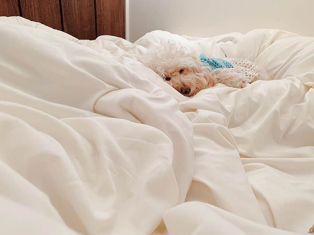 二宮愛のインスタグラム：「11月ってめちゃくちゃよく眠れるよね。なんでだろ。  サニーとおばあちゃんを送り届けて、我が家はまた静か。 ほのぼのとした11月スタートです。  今日はレコーディング。」