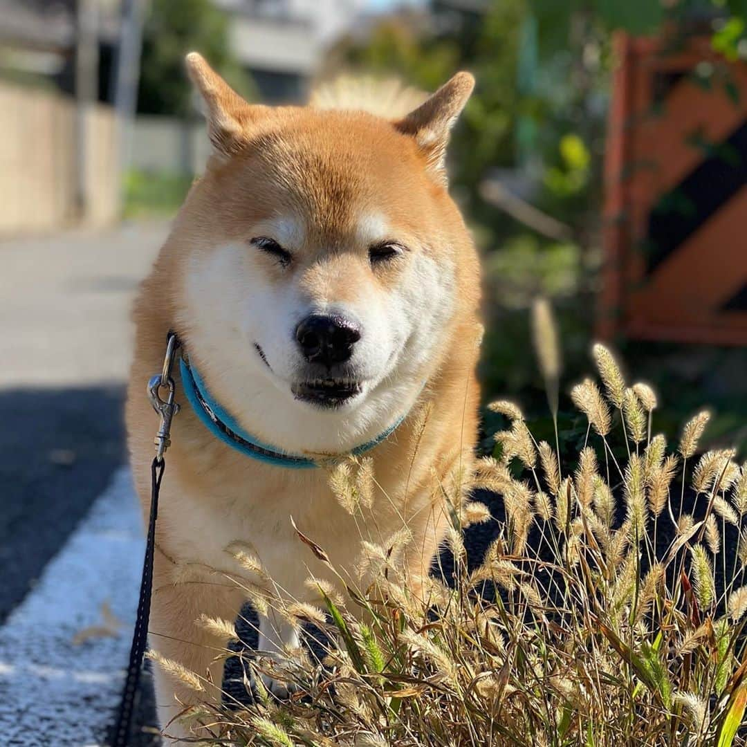 まる（まるたろう）さんのインスタグラム写真 - (まる（まるたろう）Instagram)「Good morning!✨🐶☺️✨おはまる〜！今月も超頑張っちゃおうね〜 #今月は良い肉の日があるよ #良い子にしてれば大丈夫 #ふふふのふ #月曜日は笑顔で頑張る日」11月2日 9時38分 - marutaro