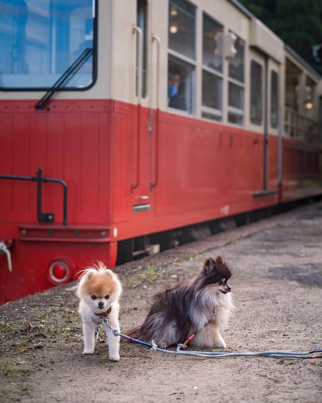 ポテチンさんのインスタグラム写真 - (ポテチンInstagram)「the petit trip of petit pups」11月2日 9時48分 - pom.potechin