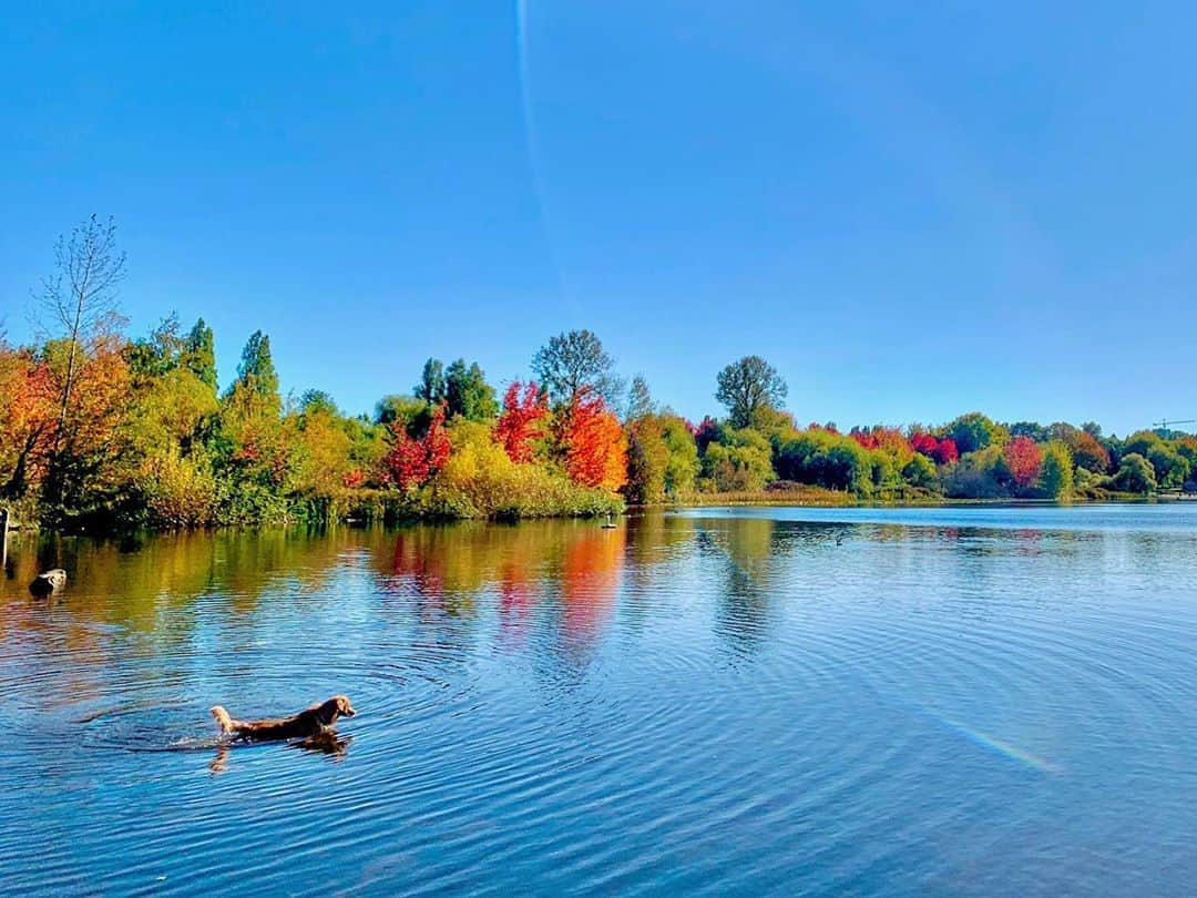 横井玲のインスタグラム：「Summer time has gone, but animals still enjoy the water activities✨I know I have to study as much as I can, but it's difficult to ignore such a beautiful sunny day which is getting rarer and rarer... I heartily wanna go to the deep forest🌳  サマータイムが終わり、11月になりました。 一週間のうち6日は雨、というような季節が近づいていますが、まだまだ気持ちの良い晴れの日も٩( ᐛ )و すべき事、やりたい事、出来る事のバランスを取るのは至難の技ですが、自分の中に明確なゴールがあれば、意外と出来るものなんだと感じている近頃です。 今月は勝負月。めげずに頑張ります！  #canada #vancouver #park #colorful #beautiful #autumn #fall #blue #autumnvibes #lake #beautifulnature #naturelovers #animallovers #カナダ #湖 #秋晴れ #自然が好き #動物が好き」