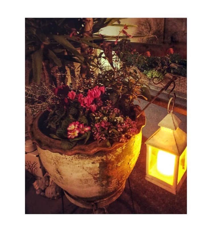 黒沢あすかさんのインスタグラム写真 - (黒沢あすかInstagram)「#マイガーデン  #マイフラワー　 #寄せ植え  #ガーデニング女子  #オレアリアリトルスモーキー  #サルビアマナウス  #アリッサム　 #プリムラジュリアン  #ガーデンシクラメン  #黒沢あすか」11月2日 9時50分 - kurosawa_asuka_official