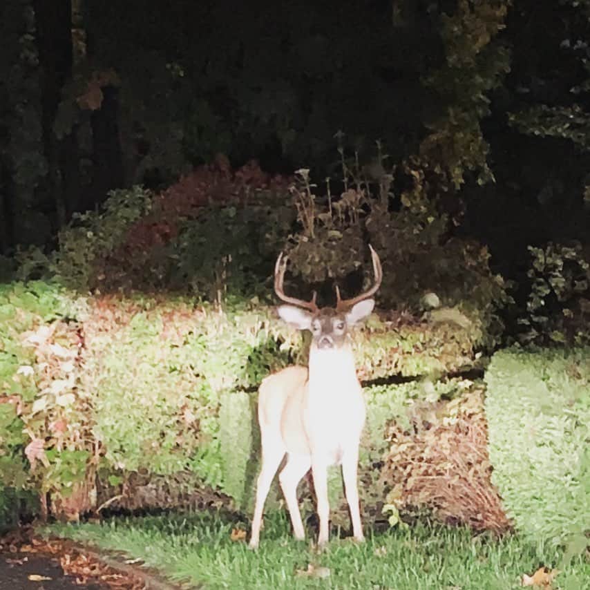 クリステン・コノリーのインスタグラム：「Well, we figured out who’s been pooping in our driveway so call that a win 💩🦌 #wildlife #2020 #likeheownstheplace」