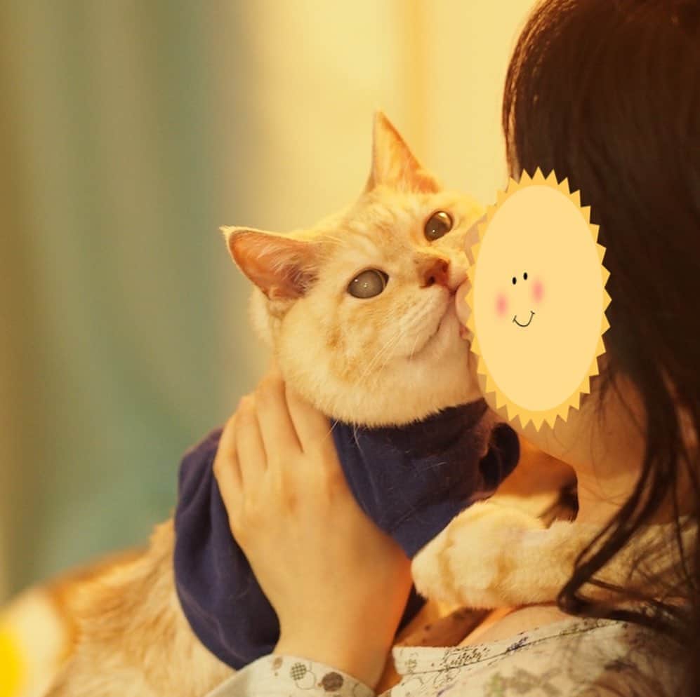 ruiruiのインスタグラム：「福ちゃんは元気です（2020/11/01） . . マナたんにチュッ💋チュッ💋されてる福ちゃんです。 帰ってくると毎回されるがままので、この時の福の顔が面白い…😆 お顔は相変わらず腫れていますが、ご飯は今のところ一生懸命に食べてくれてます。 . . . Unexplained facial swelling Fuku-chan is on anti-cancer drug treatment Anti-cancer drug treatment will end next time.  Anti-cancer drug treatment started after radiation therapy. He is dressed to protect the treated area . . #抗がん剤治療中 #放射線治療 #皮膚型リンパ腫 #リメイク猫服 #福ちゃんは耳が聞こえない #右目失明 #元野良猫 #保護猫 #猫 #にゃんこ #にゃんすたぐらむ #ねこ #茶トラ #ねこ部 #ふわもこ部 #ペコねこ部 #pecocat #mofmo #deafcat #cute #cat #cats #catlover #catstagram #instacat #Instagramcats #ilovemycat  #catsofinstagram #catstagram_japan」