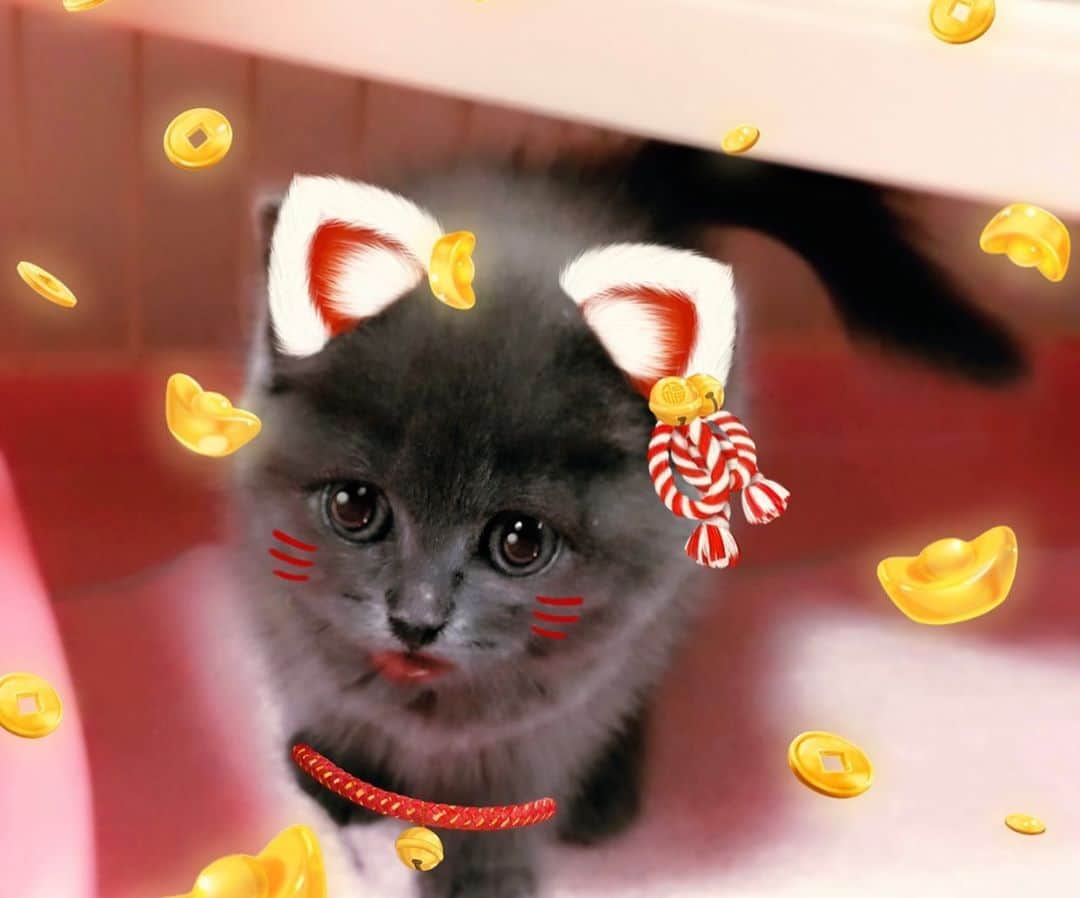 チキン南蛮カレーのルウ王子のグルメインスタ