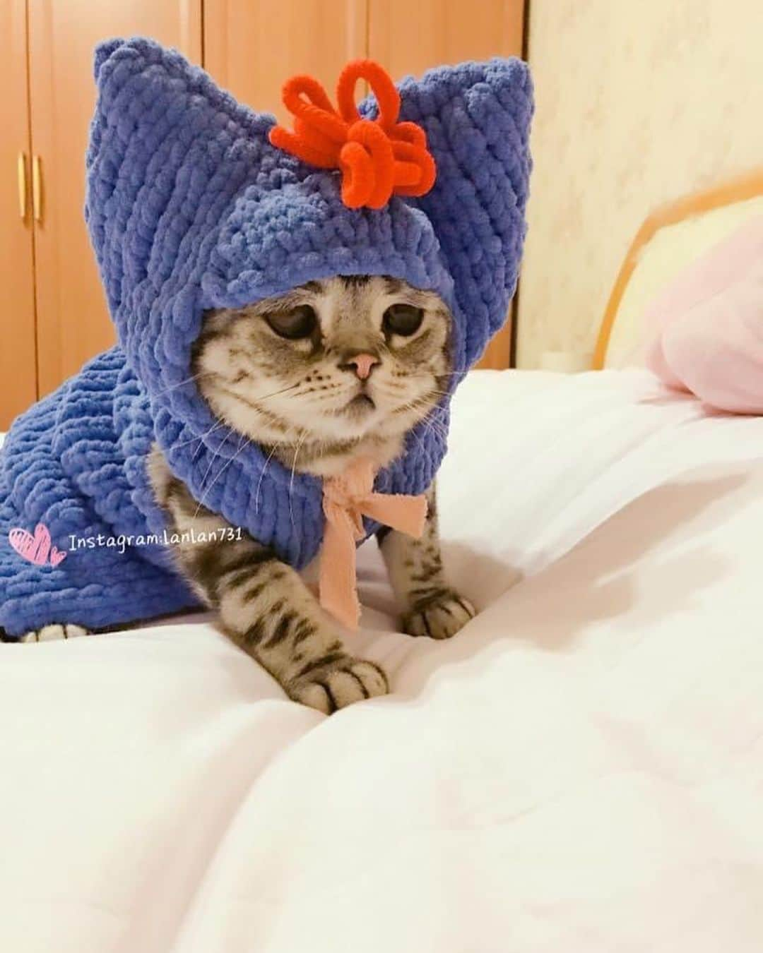 ルフさんのインスタグラム写真 - (ルフInstagram)「#luhu:”It is already below 0 degree at night in Beijing, please pay attention to keep warm like me if ur city is same with mine already in winter ~” - - #cat #cute #sadcat #angel #adorable #lovely」11月2日 10時40分 - lanlan731