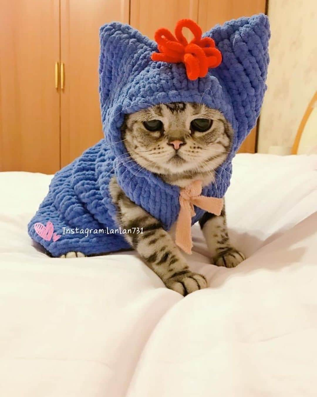 ルフさんのインスタグラム写真 - (ルフInstagram)「#luhu:”It is already below 0 degree at night in Beijing, please pay attention to keep warm like me if ur city is same with mine already in winter ~” - - #cat #cute #sadcat #angel #adorable #lovely」11月2日 10時40分 - lanlan731